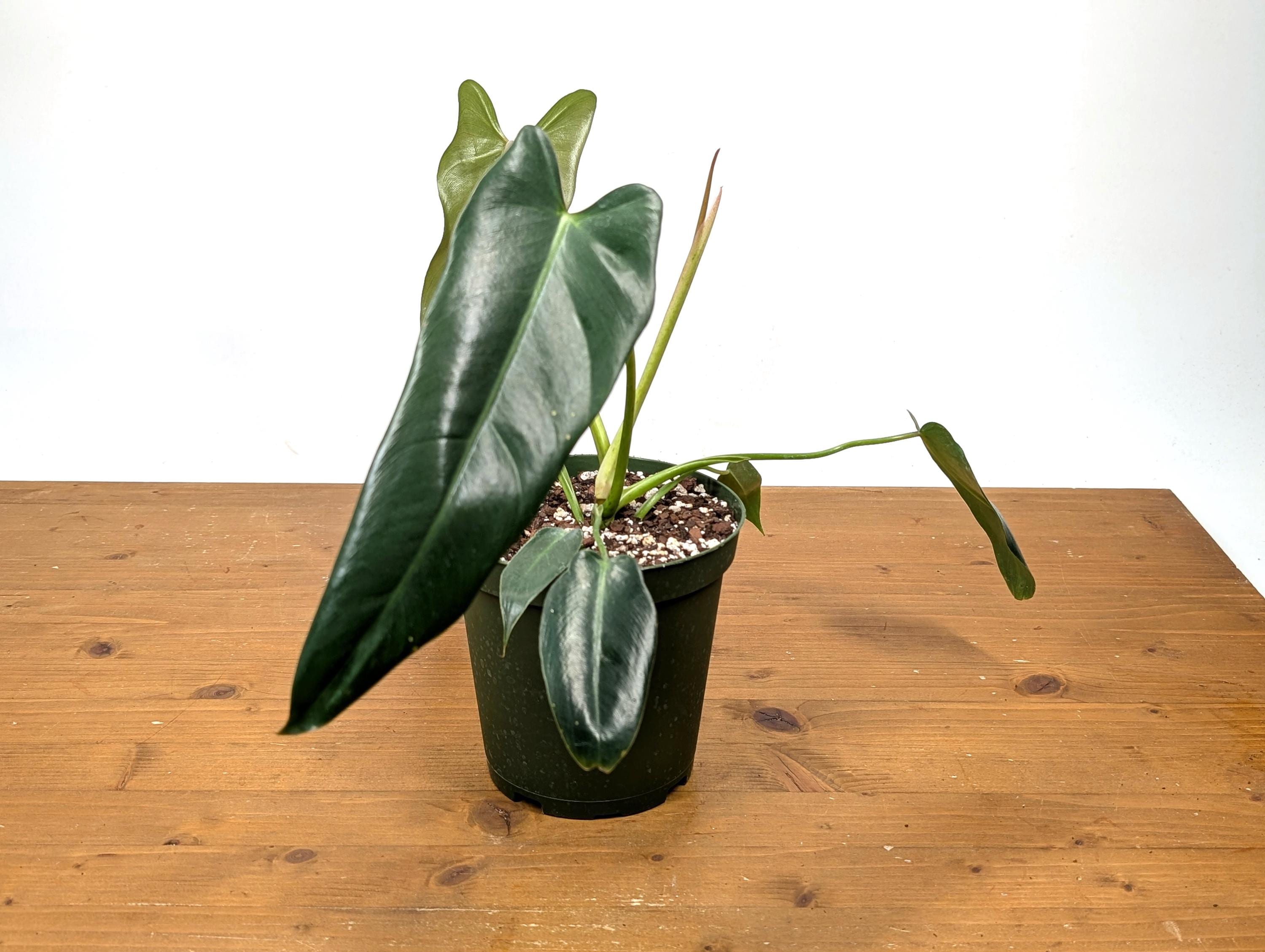 Philodendron Spiritus Sancti - 6 Inch Pot Large Plants