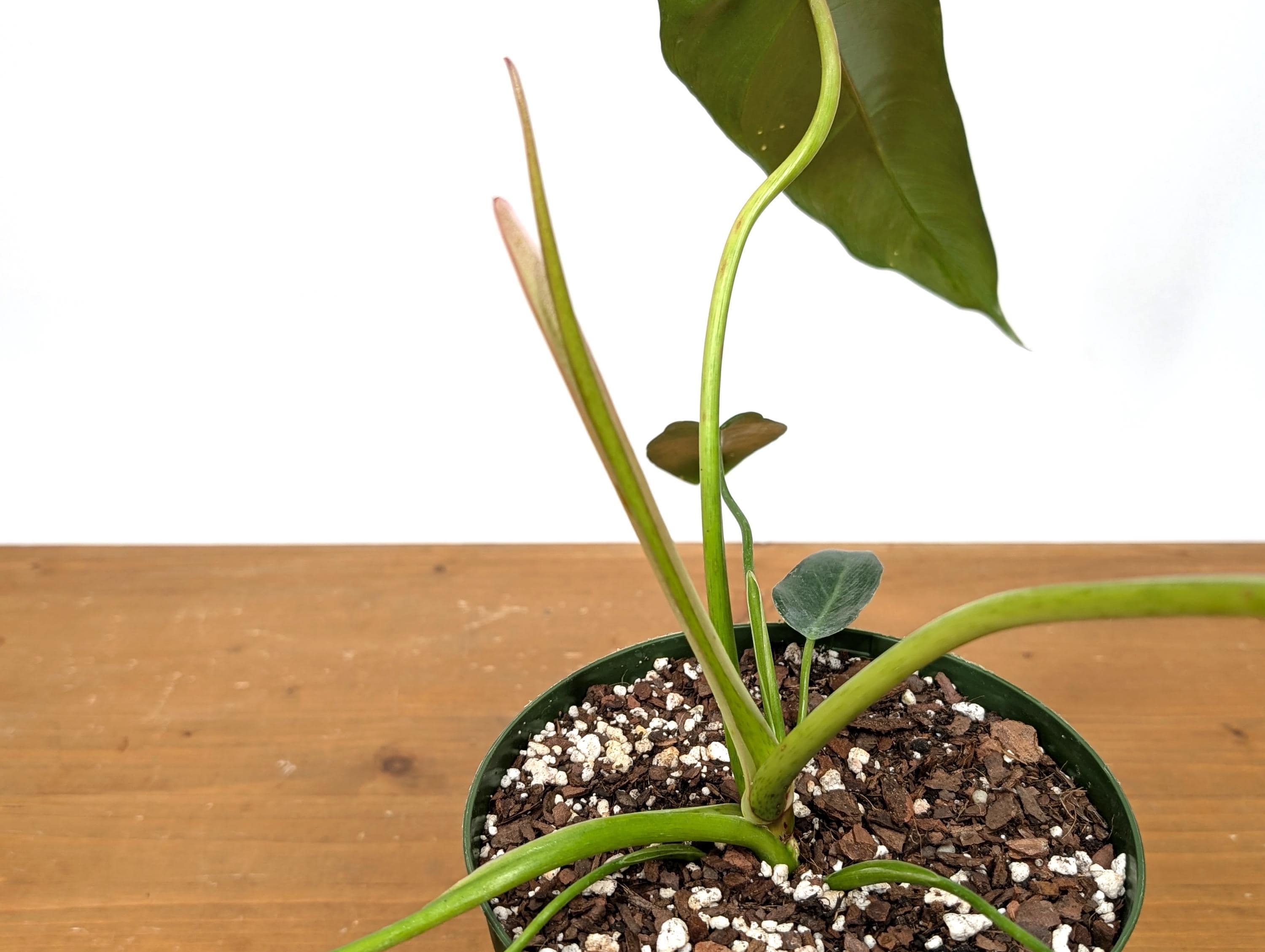 Philodendron Spiritus Sancti - 6 Inch Pot Large Plants