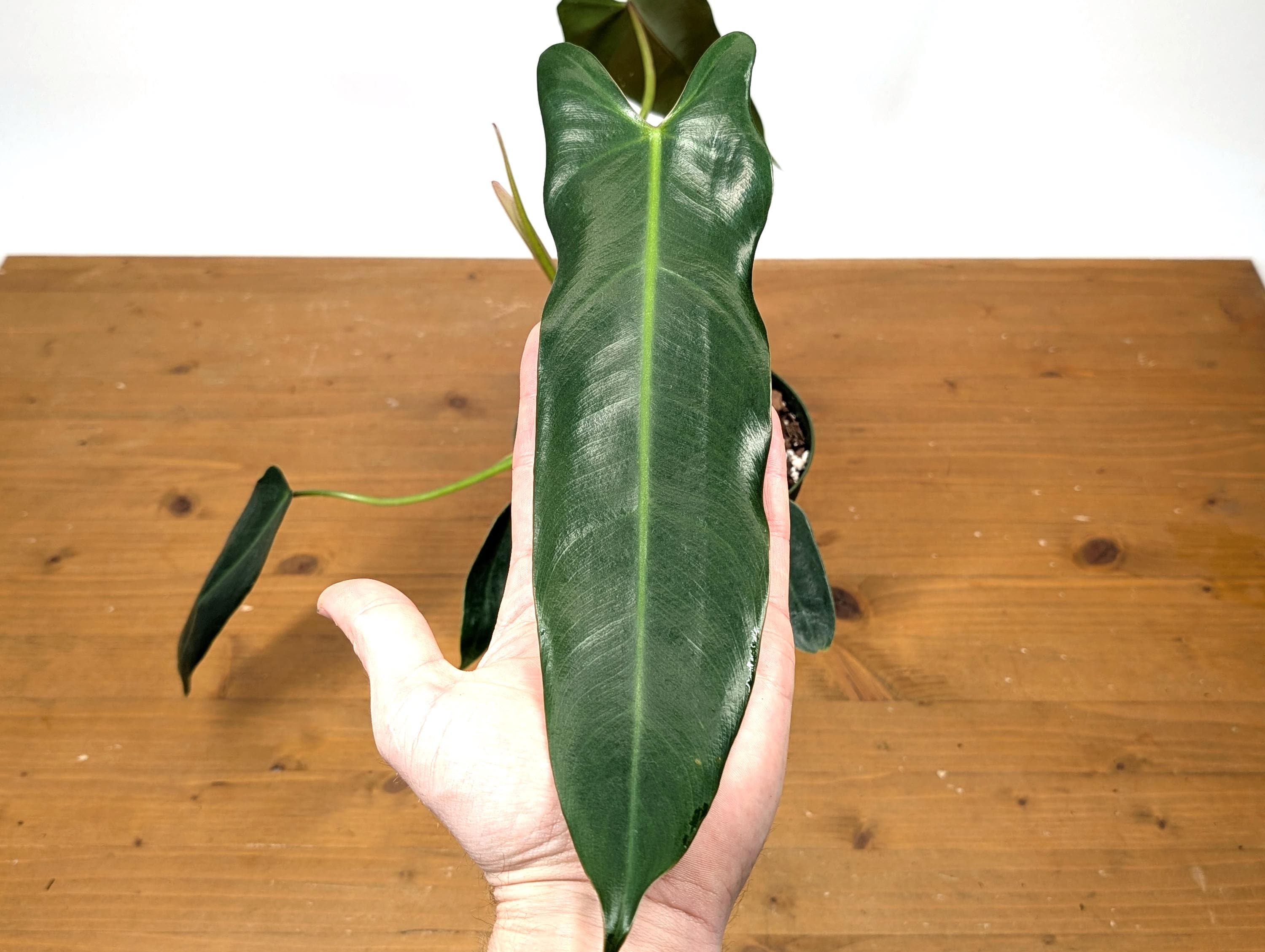 Philodendron Spiritus Sancti - 6 Inch Pot Large Plants