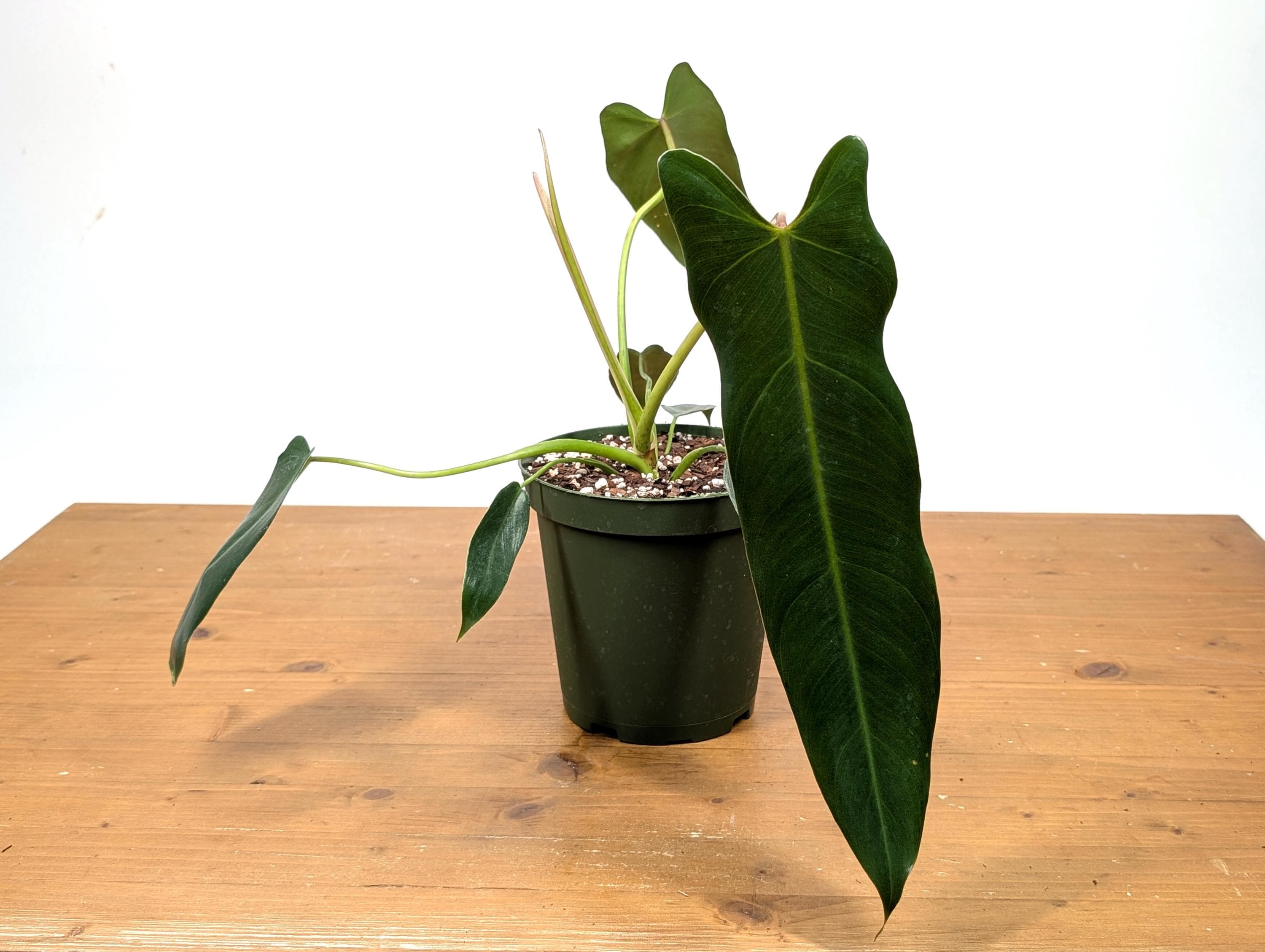 Philodendron Spiritus Sancti - 6 Inch Pot Large Plants