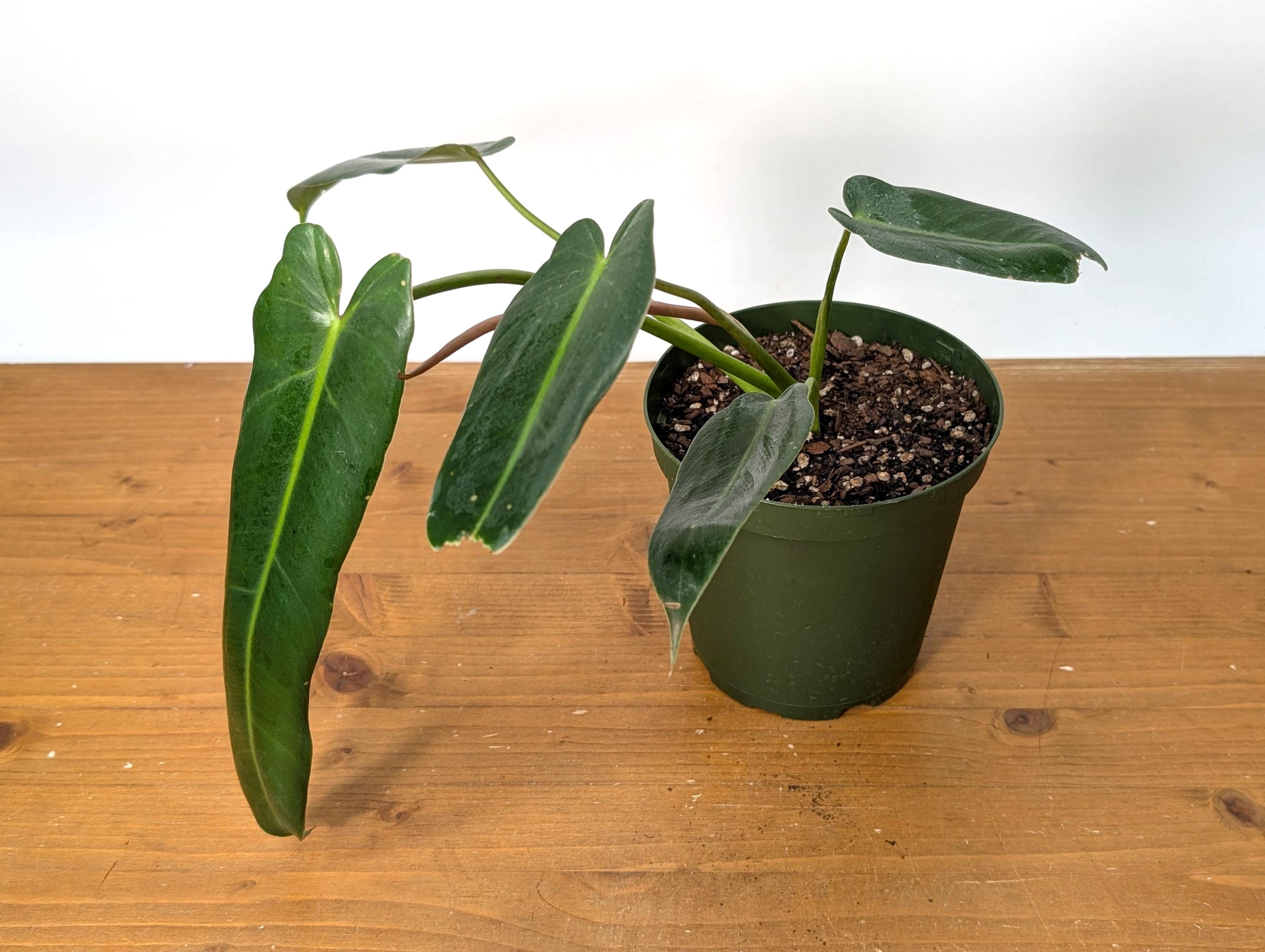 Philodendron Spiritus Sancti - 6 Inch Pot Large Plants