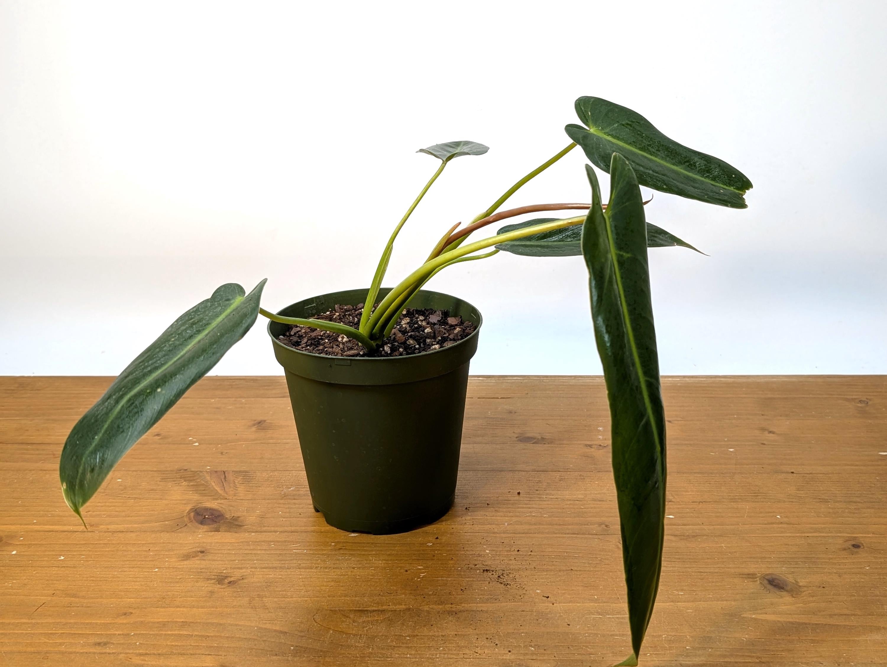 Philodendron Spiritus Sancti - 6 Inch Pot Large Plants