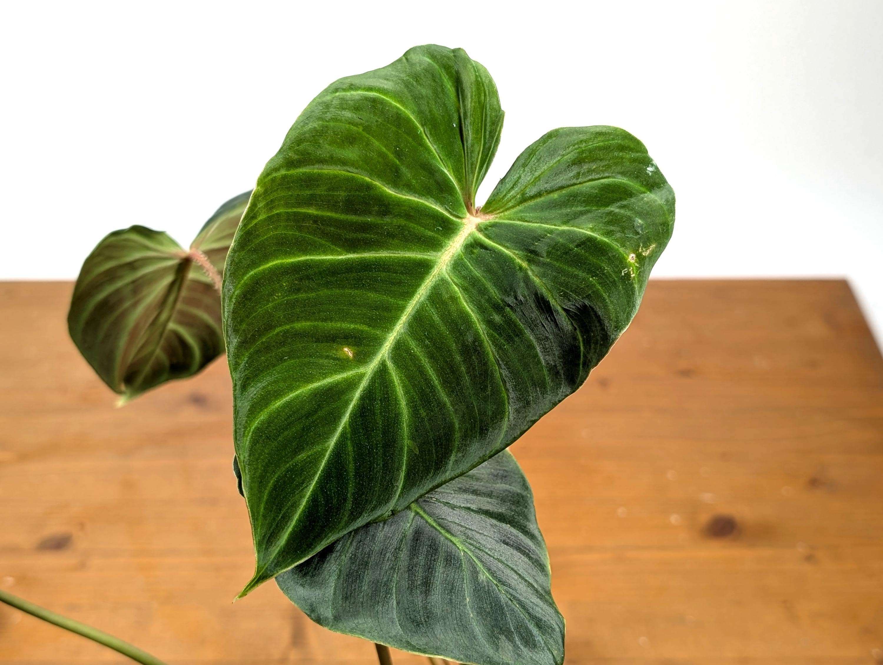 Philodendron Verrucosum &