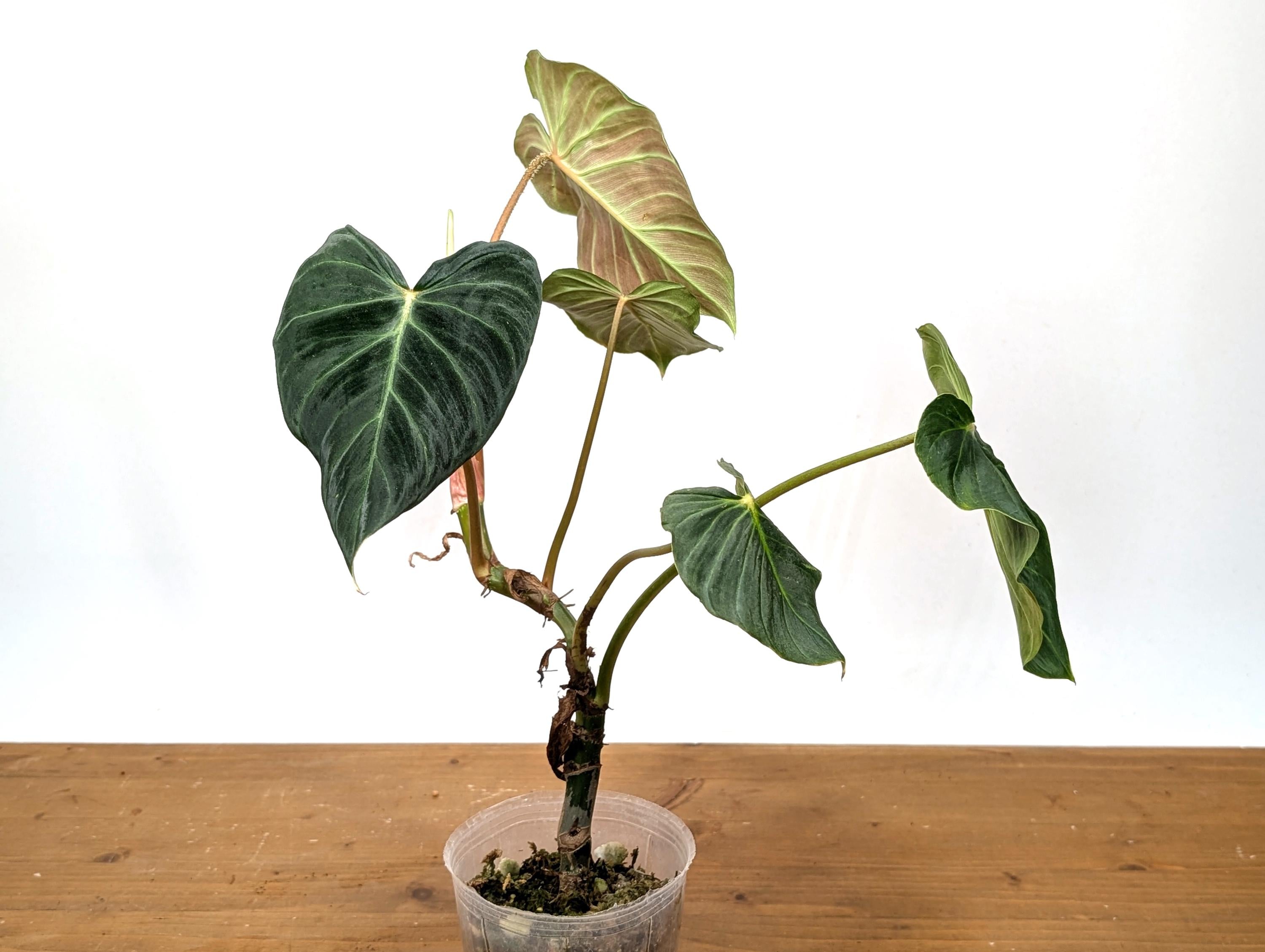 Philodendron Verrucosum &
