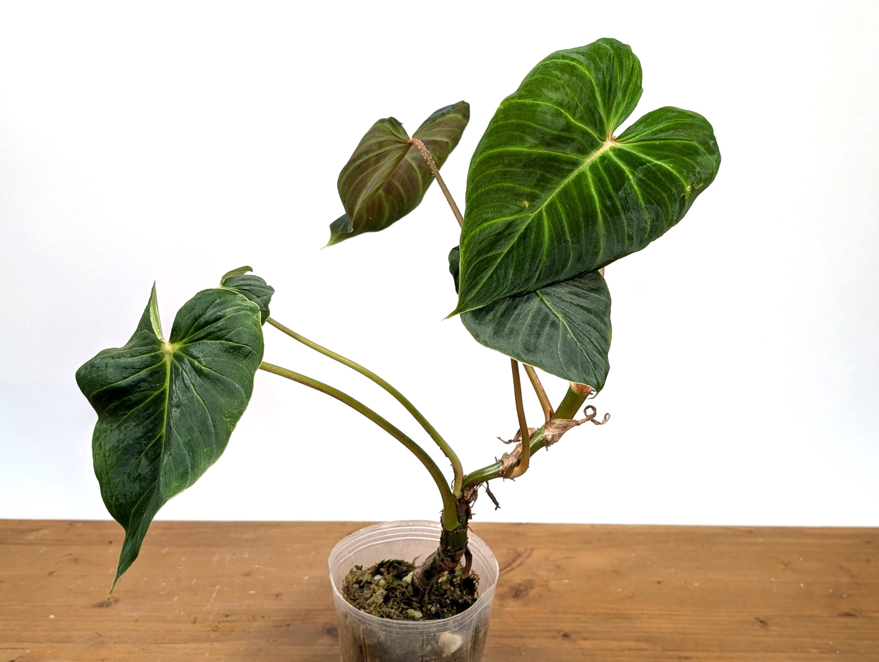 Philodendron Verrucosum &
