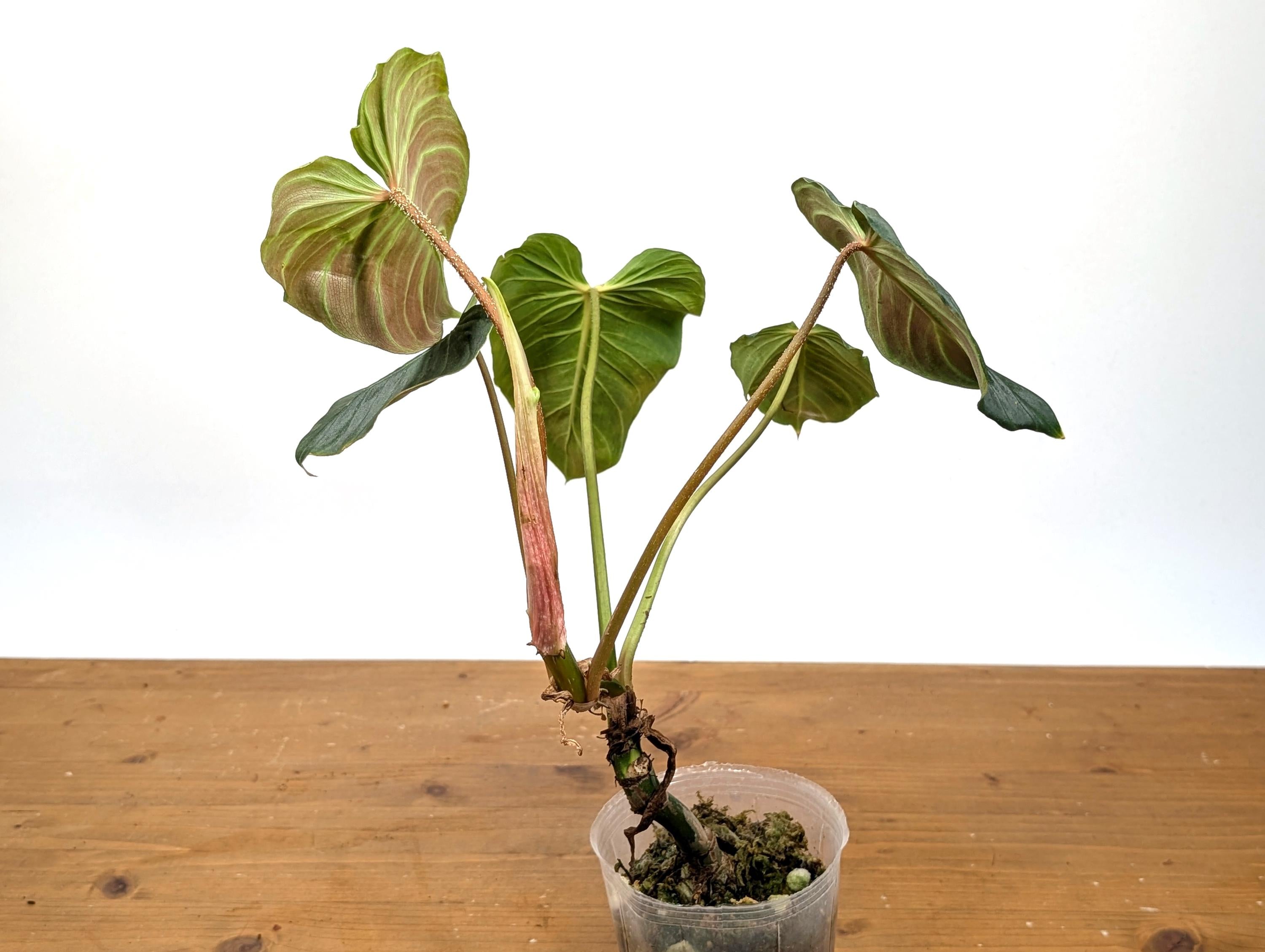 Philodendron Verrucosum &
