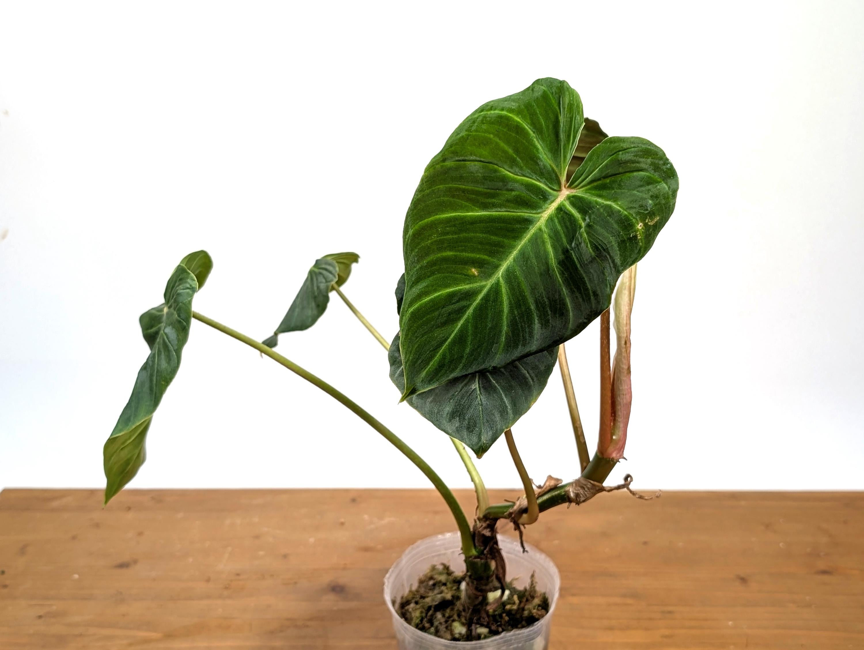 Philodendron Verrucosum &