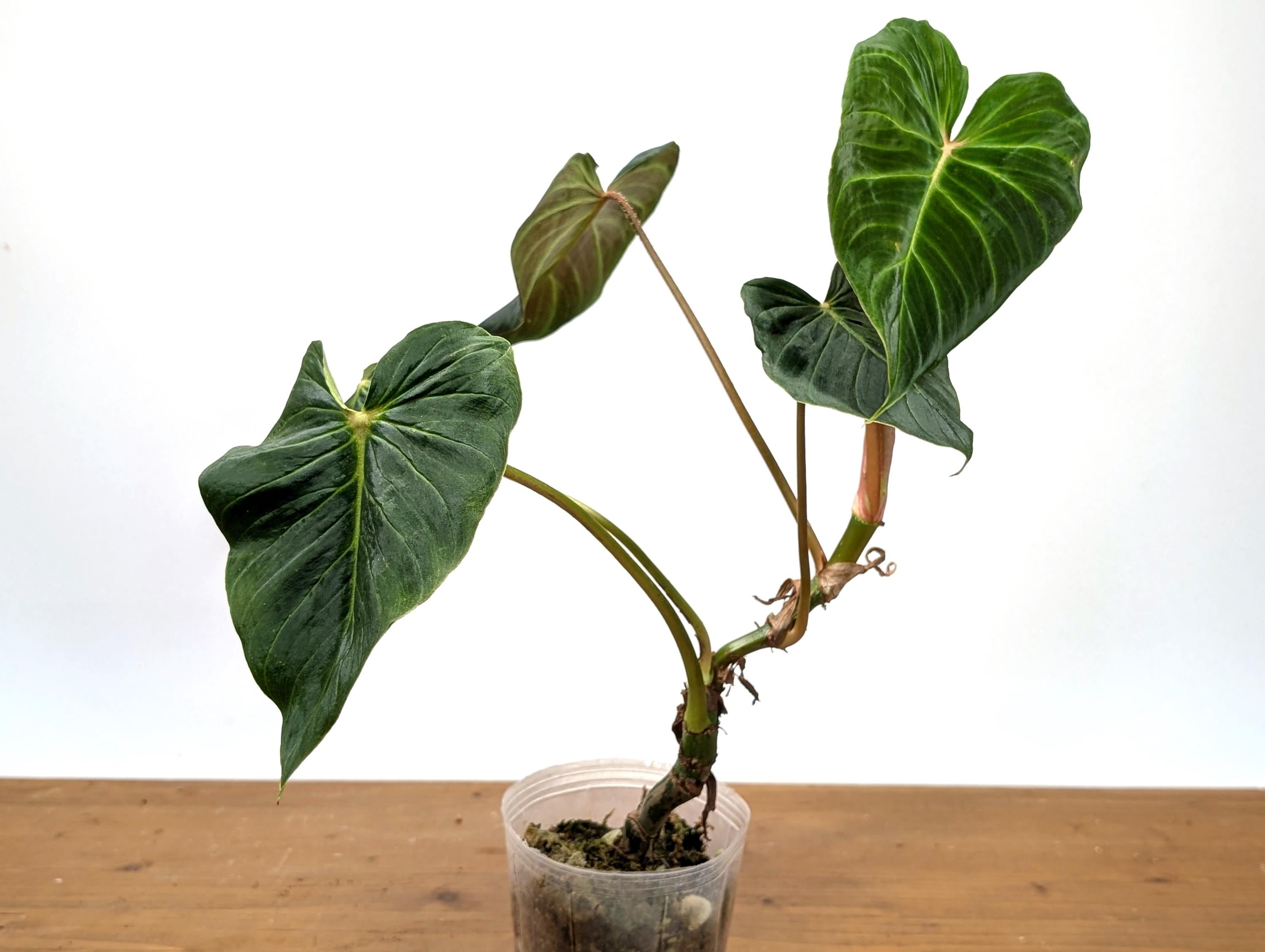 Philodendron Verrucosum &