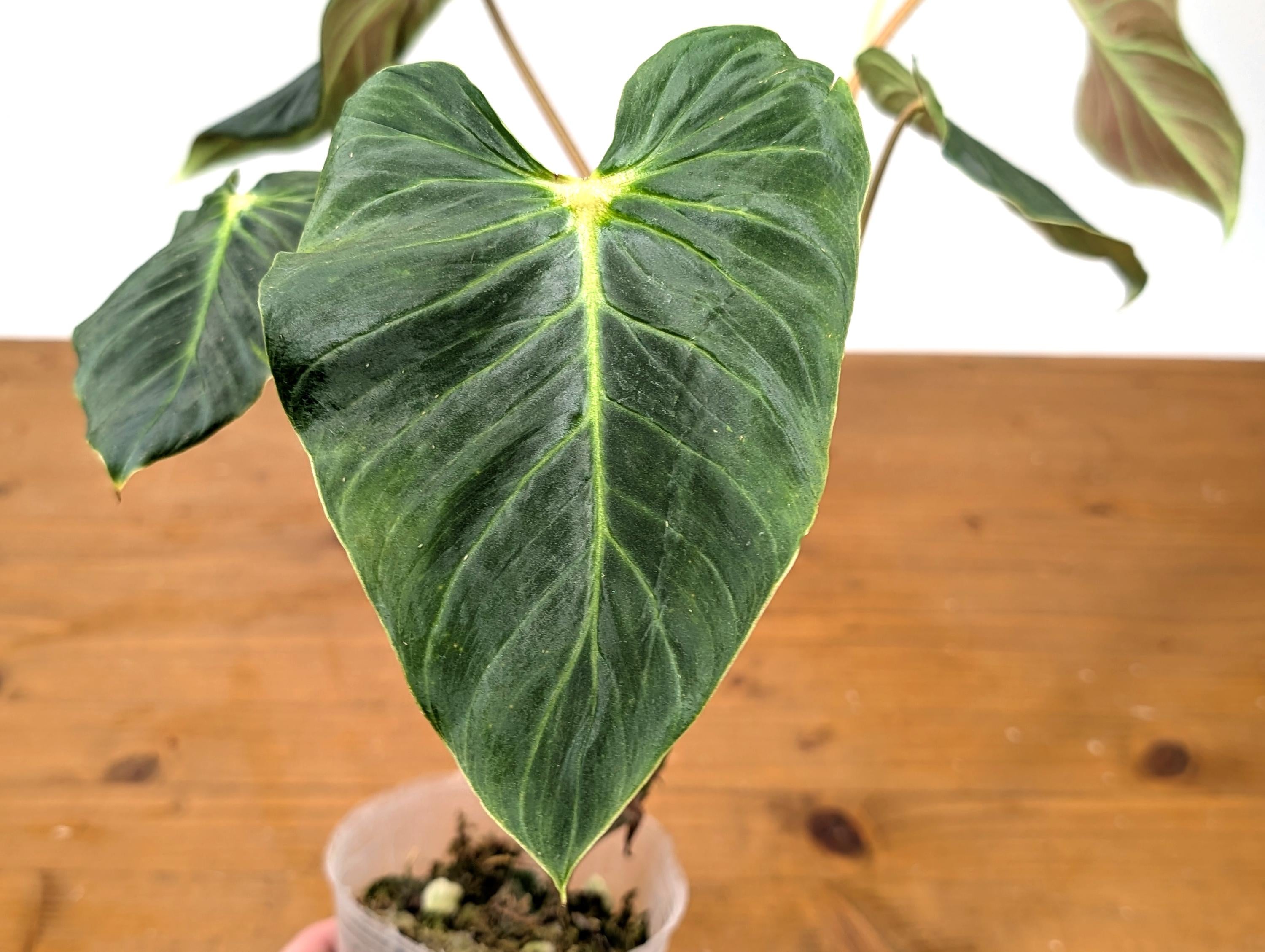 Philodendron Verrucosum &