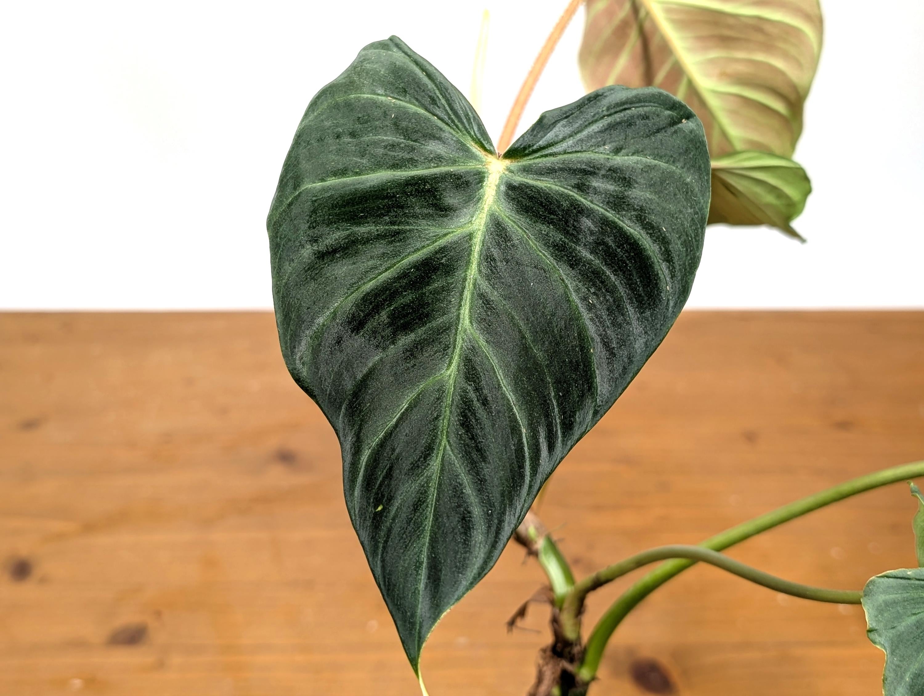 Philodendron Verrucosum &