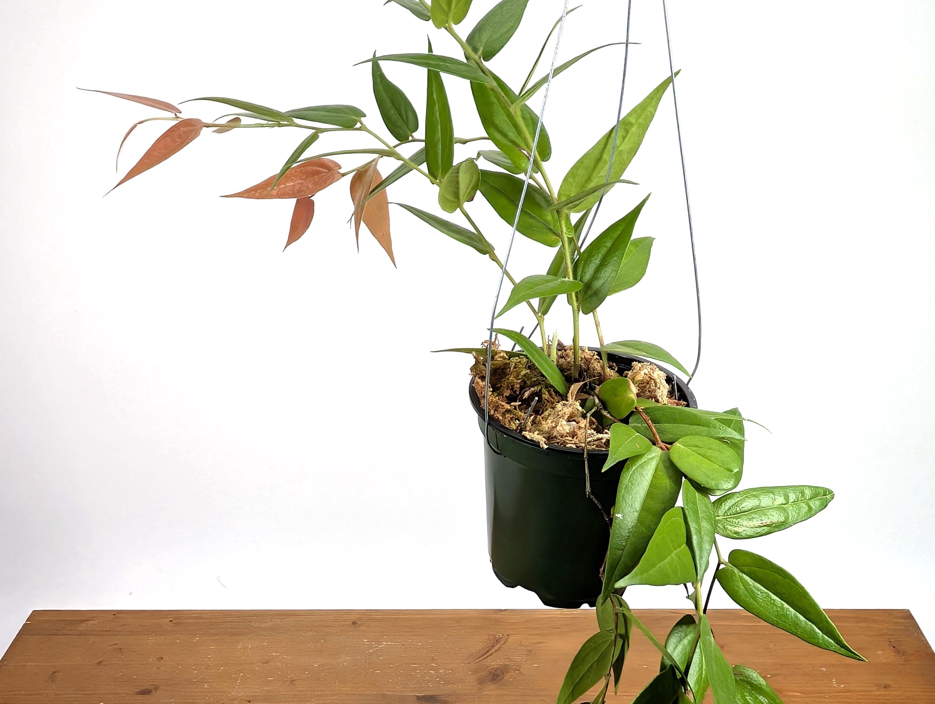 Ceratostema Lanigerum &