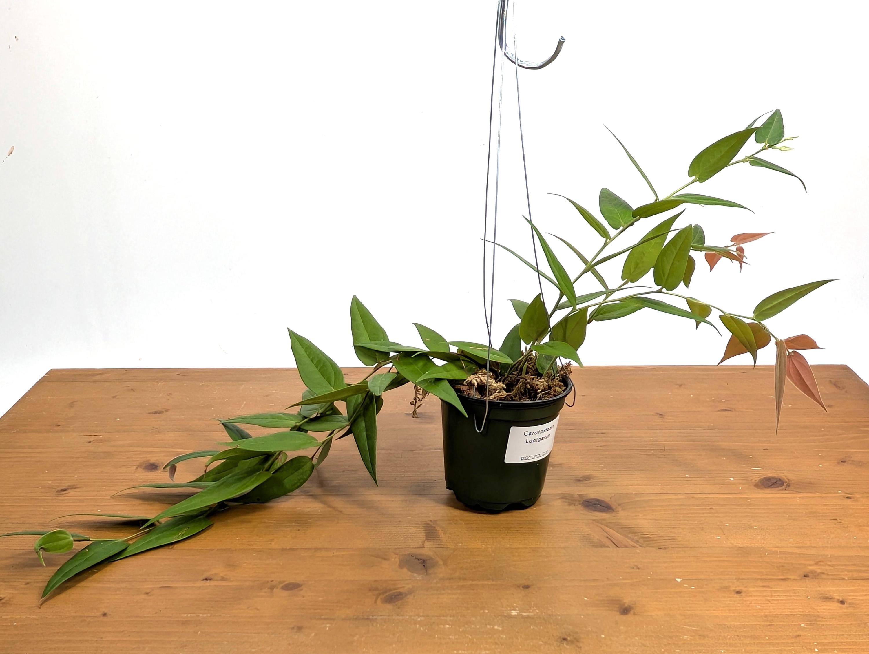Ceratostema Lanigerum &