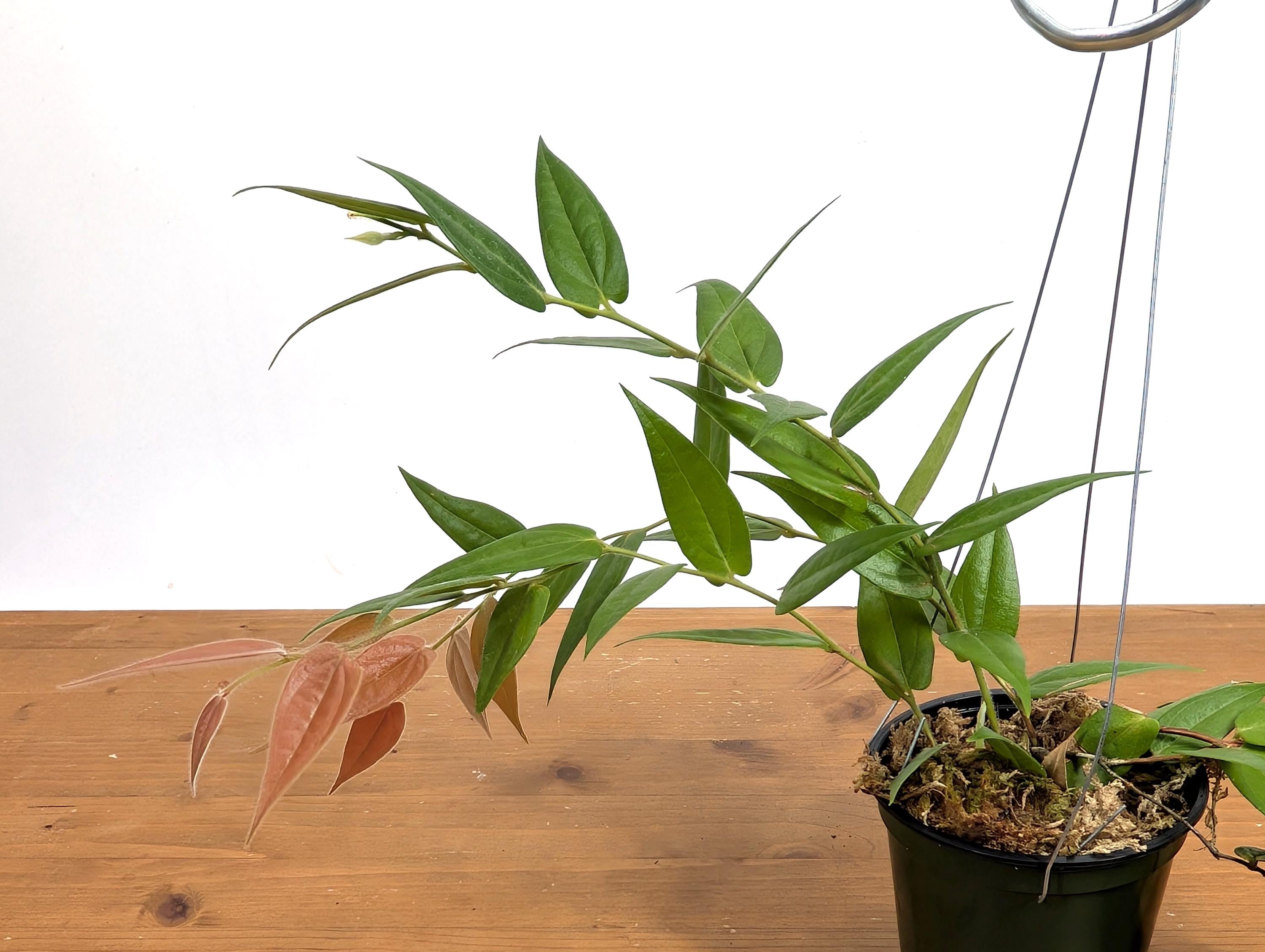 Ceratostema Lanigerum &