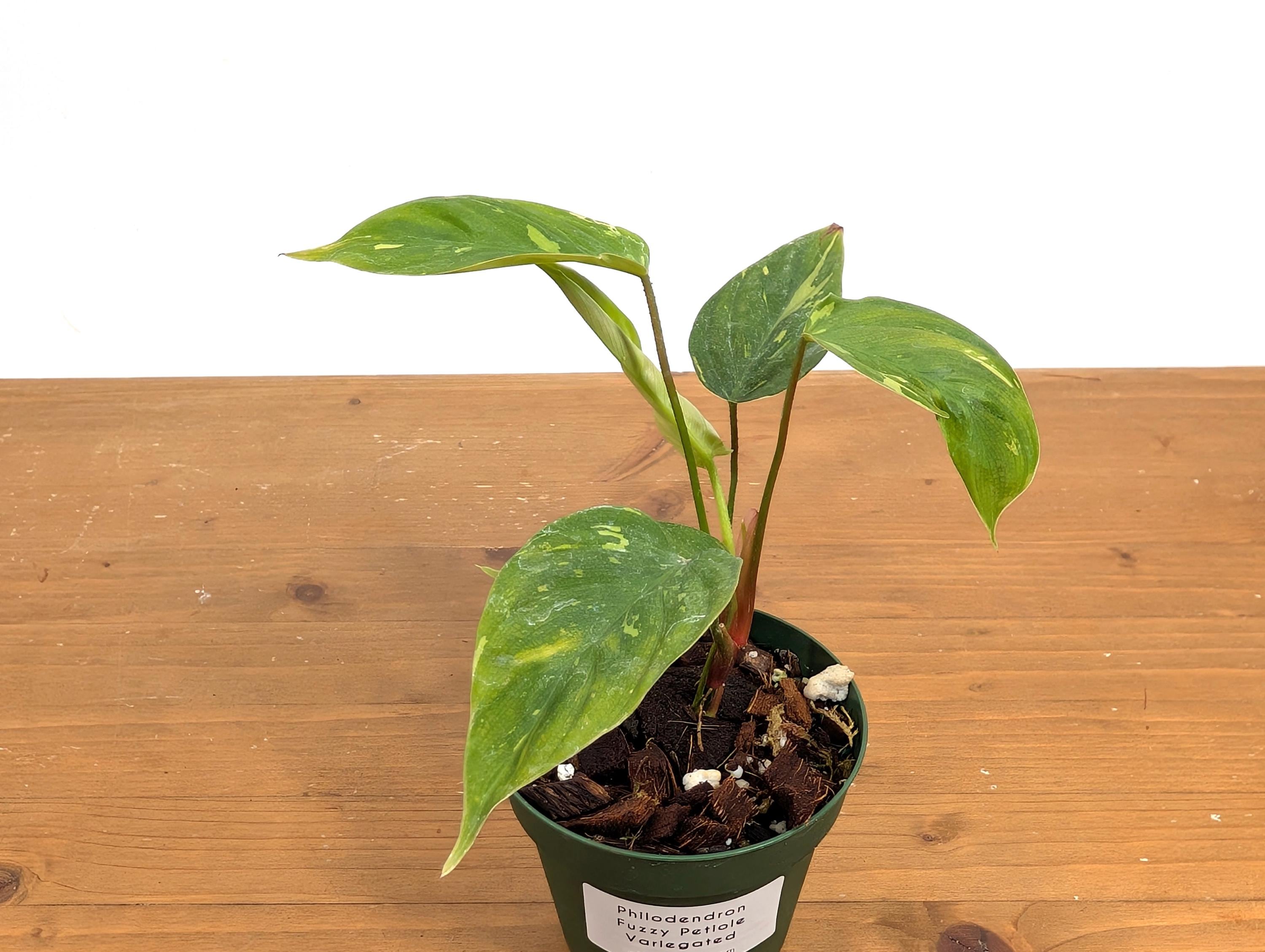 Philodendron Fuzzy Petiole Variegated - RARE