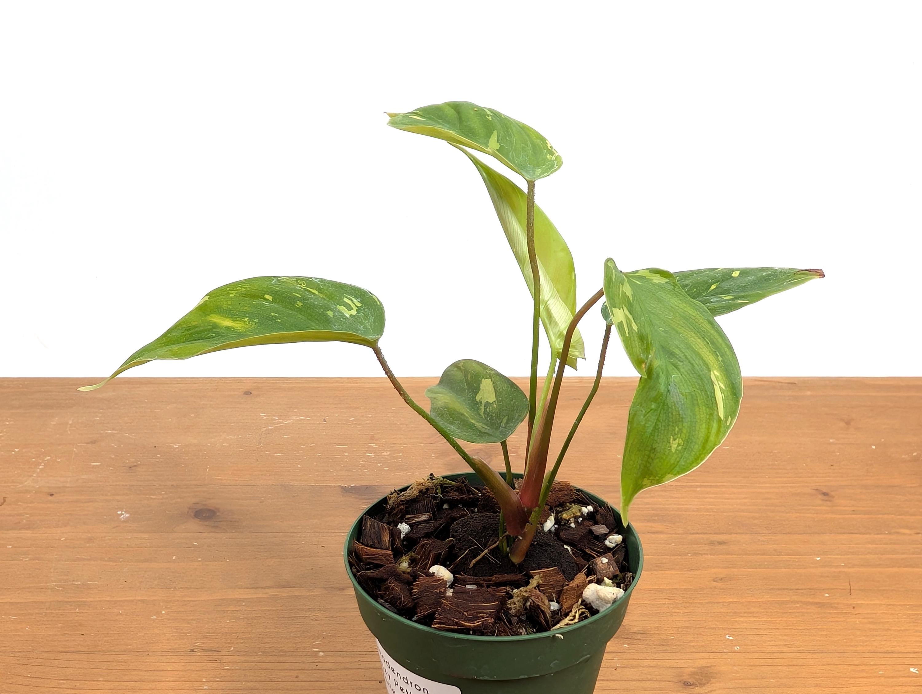 Philodendron Fuzzy Petiole Variegated - RARE