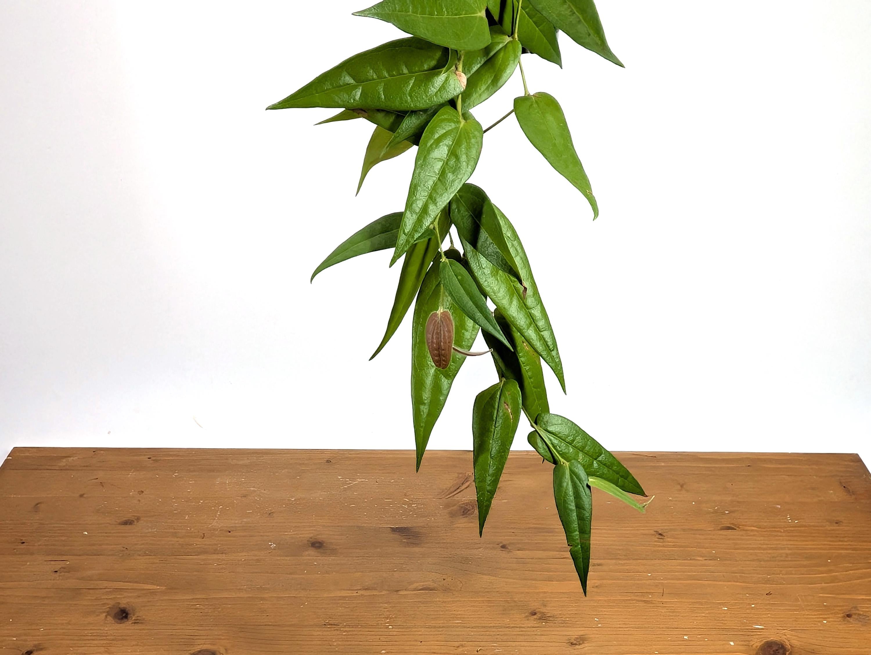 Ceratostema Lanigerum &