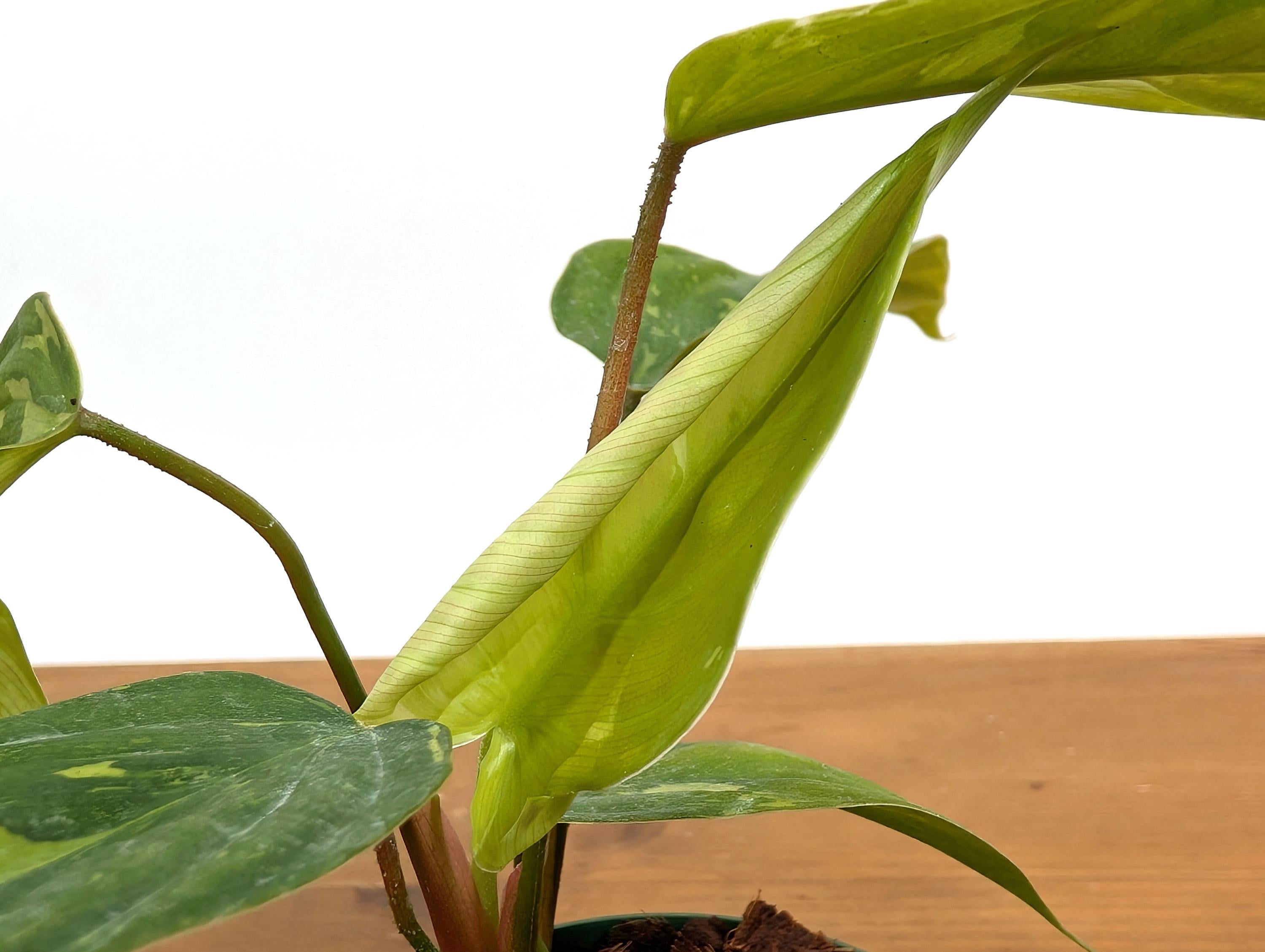 Philodendron Fuzzy Petiole Variegated - RARE