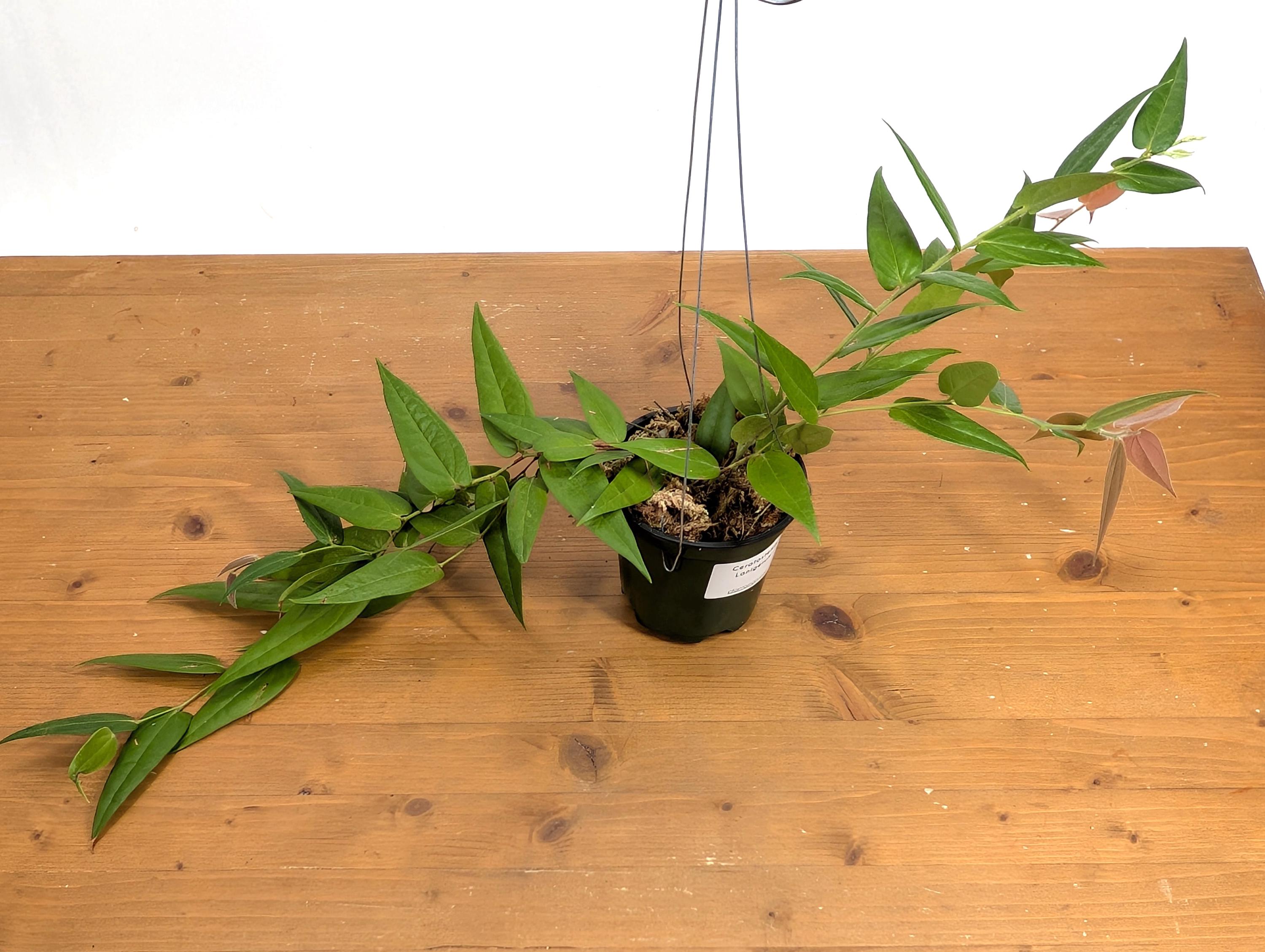Ceratostema Lanigerum &