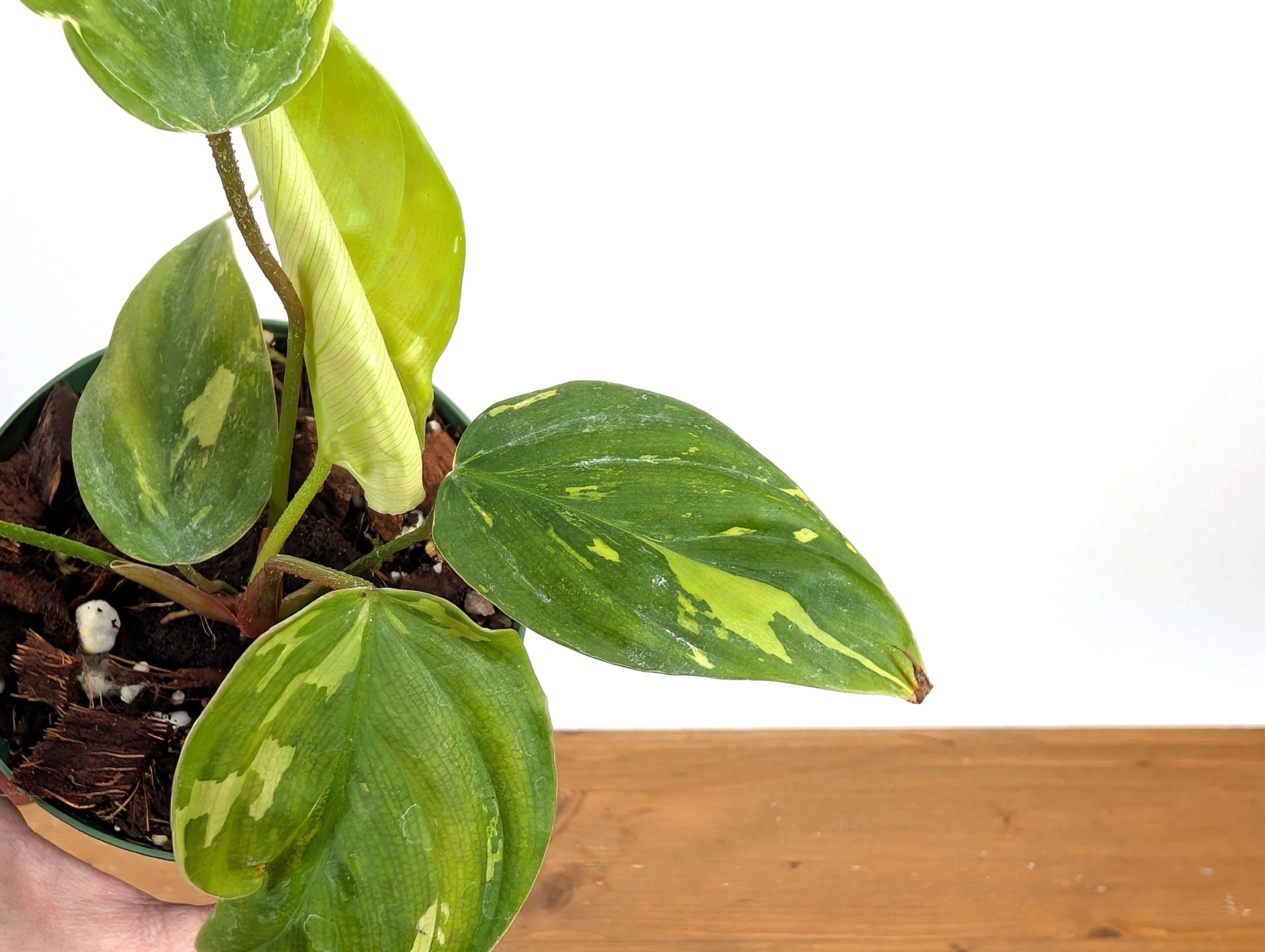 Philodendron Fuzzy Petiole Variegated - RARE