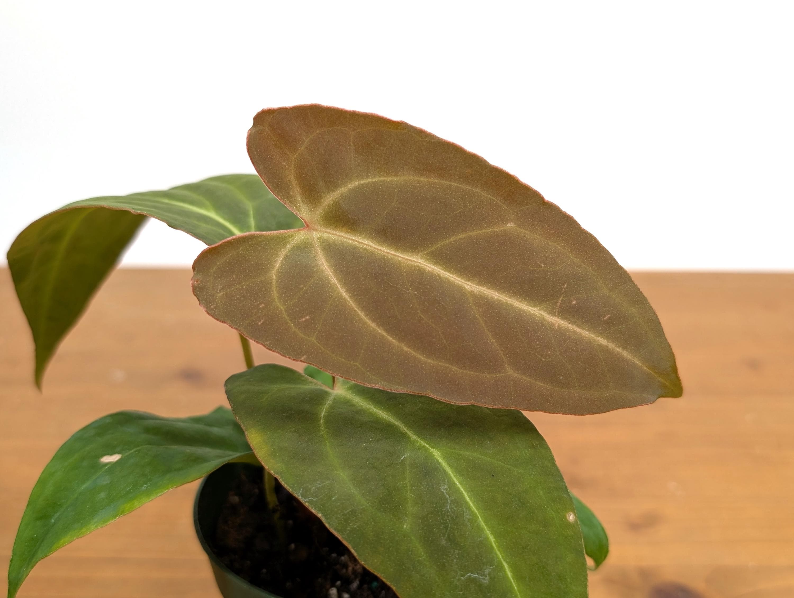 Anthurium Red Crystal