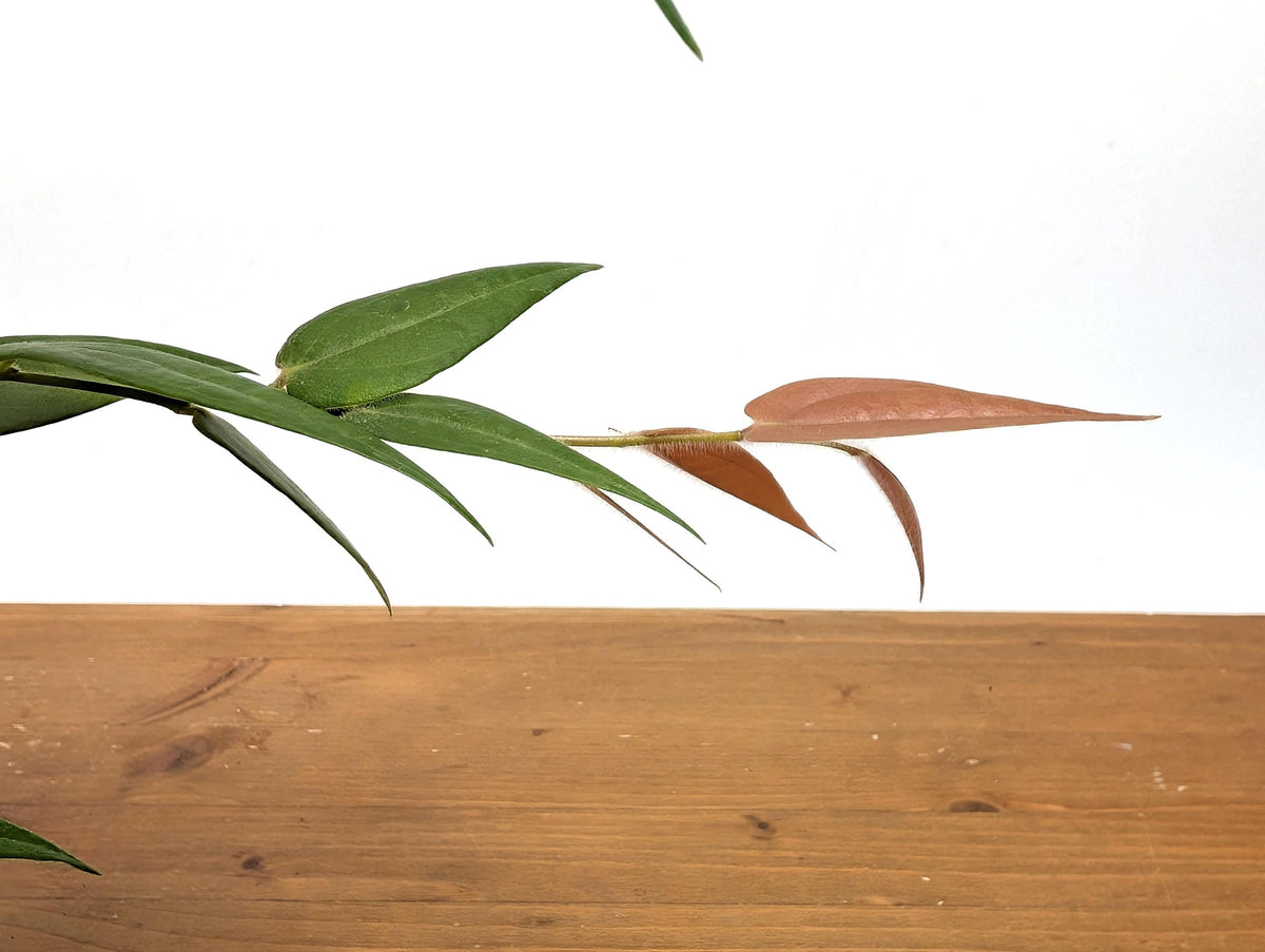 Ceratostema Lanigerum 'Neotropical Blueberry'