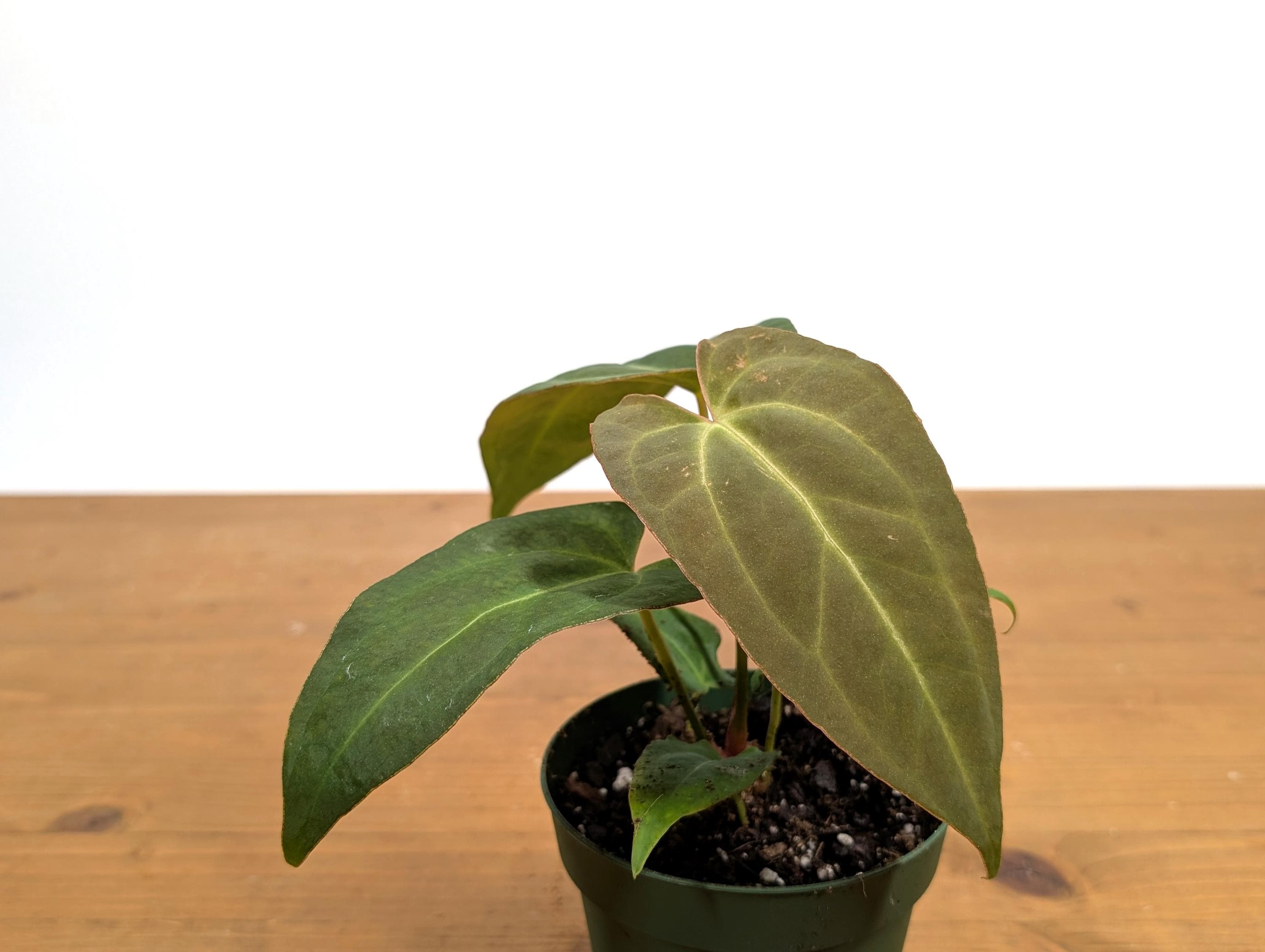 Anthurium Red Crystal