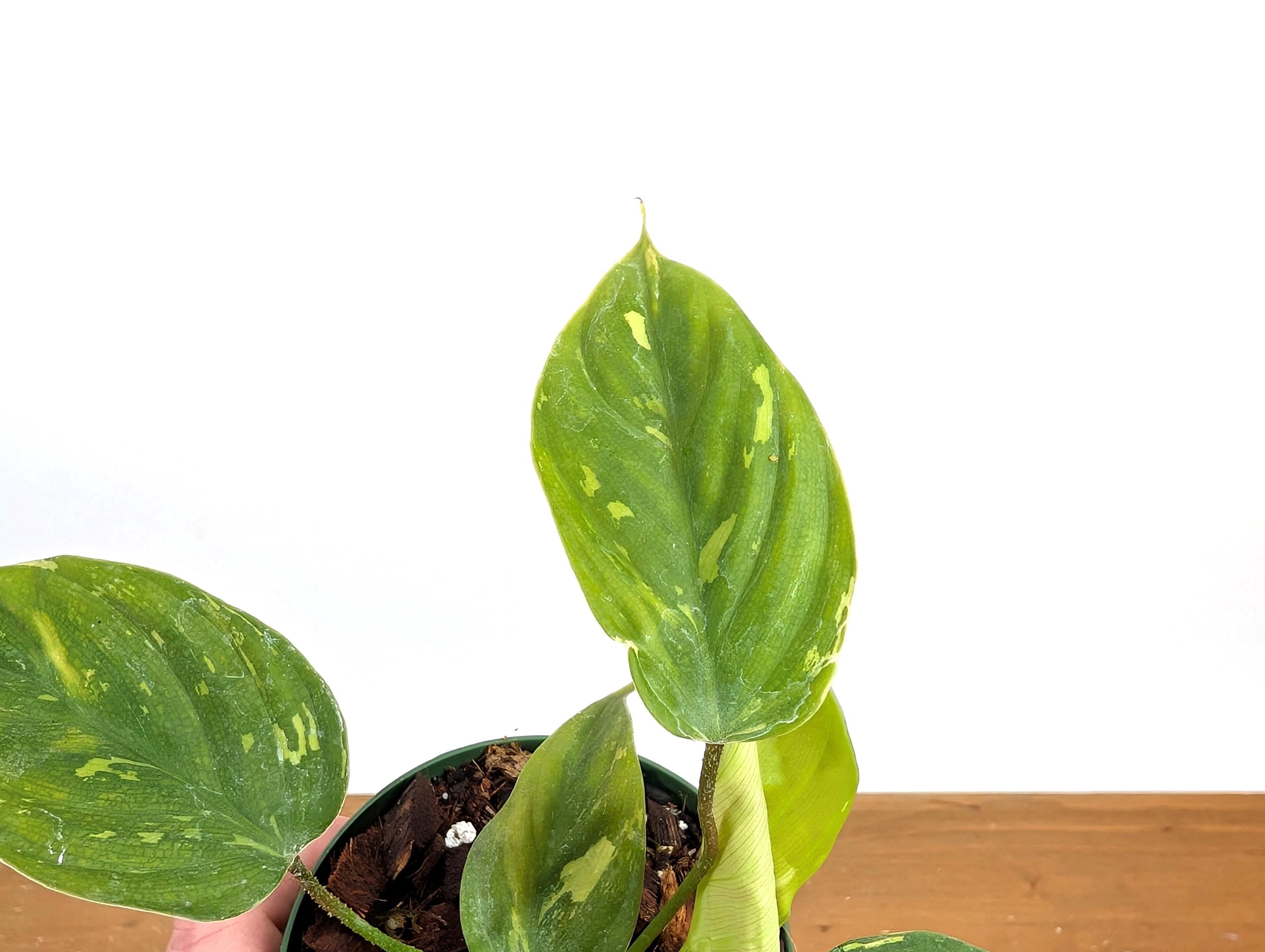 Philodendron Fuzzy Petiole Variegated - RARE