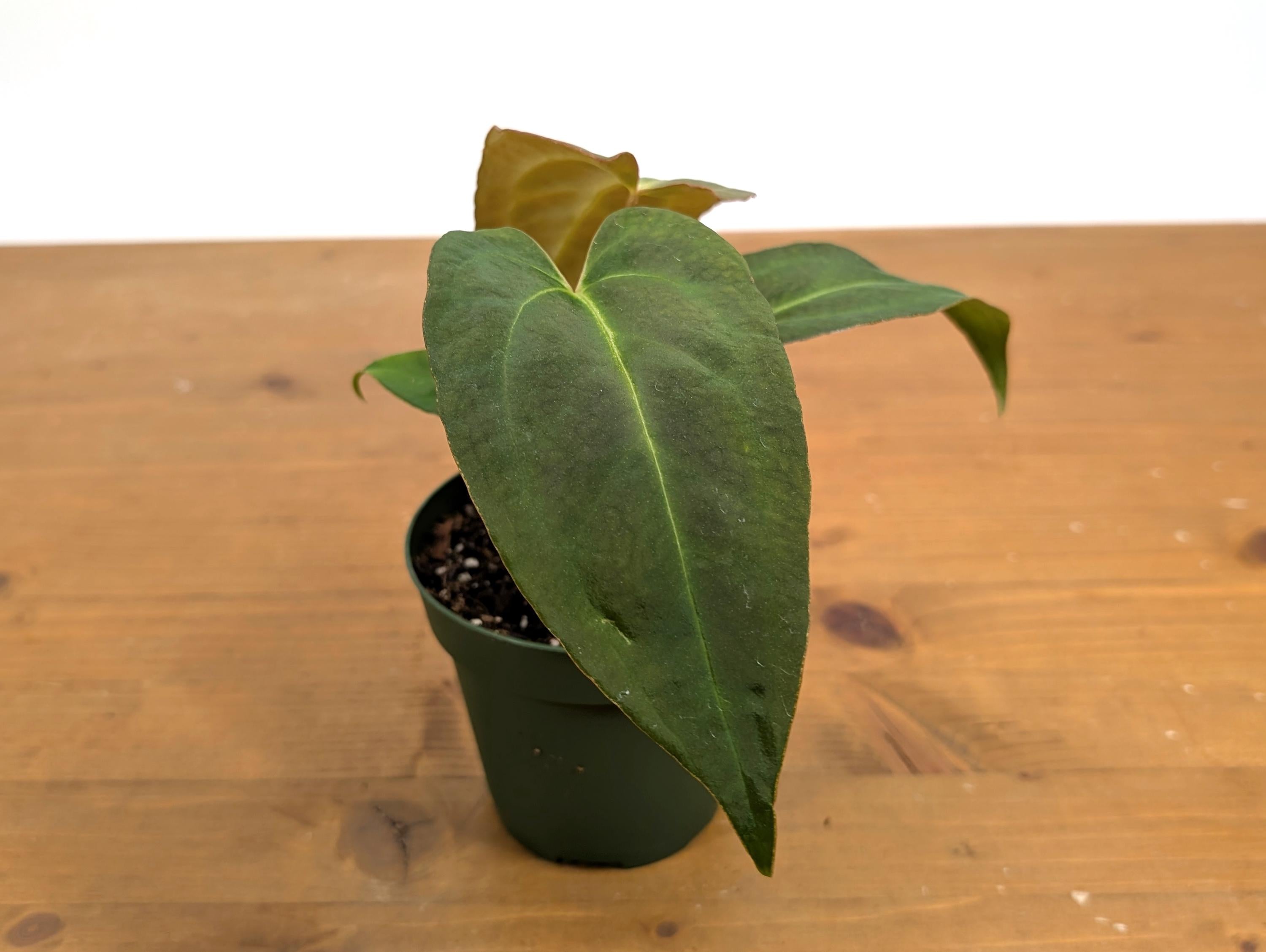 Anthurium Red Crystal