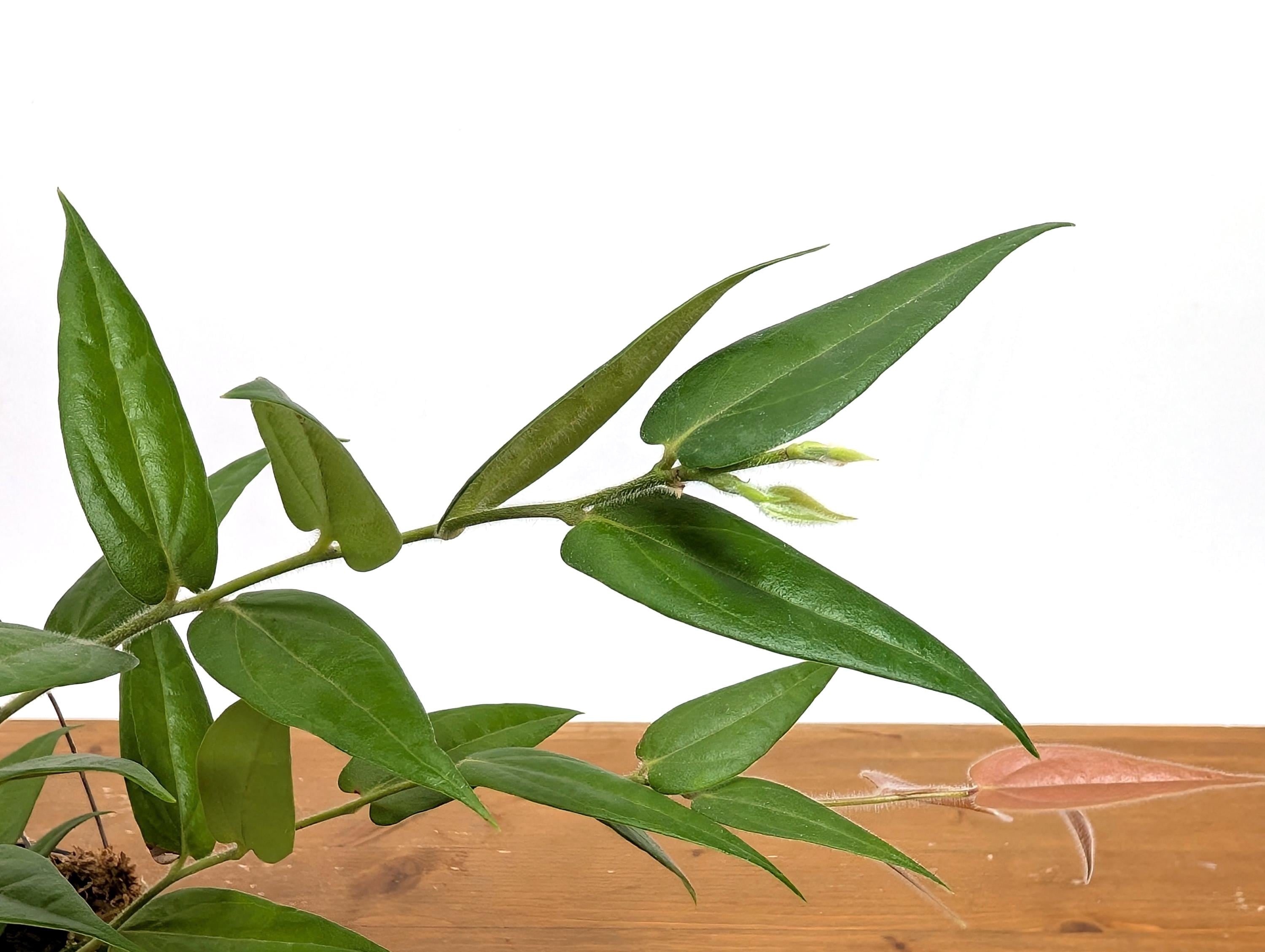Ceratostema Lanigerum &