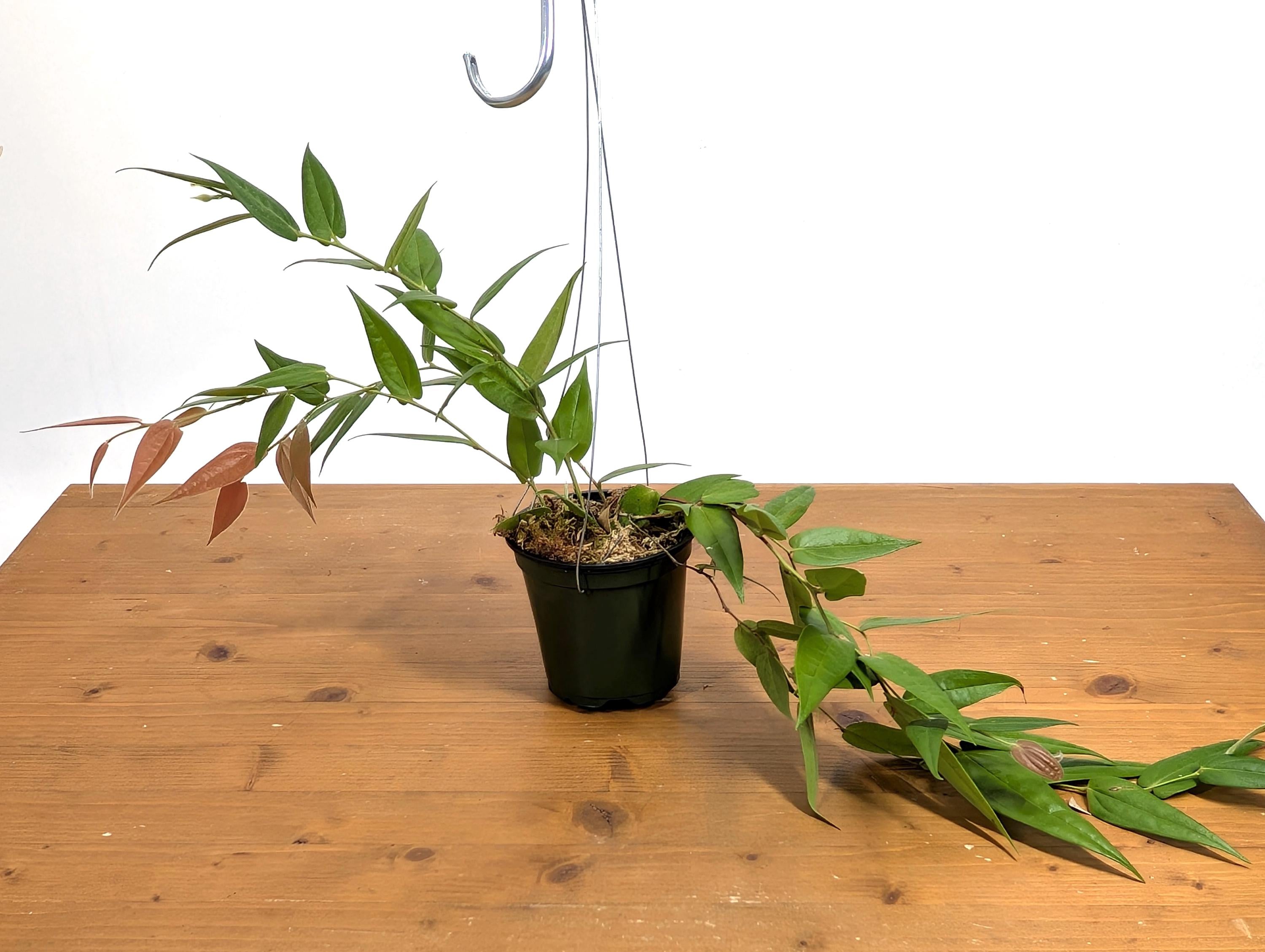 Ceratostema Lanigerum &
