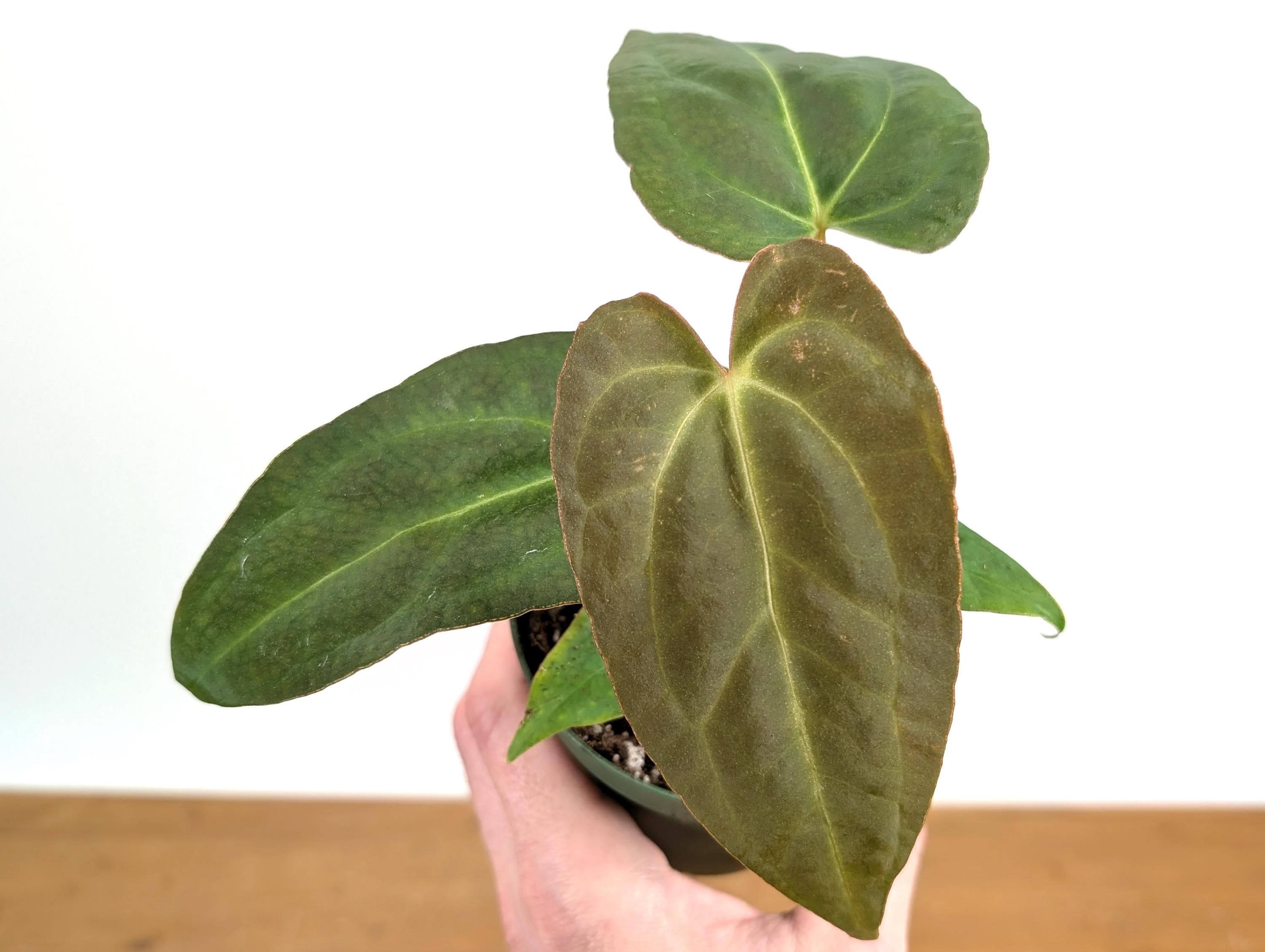 Anthurium Red Crystal