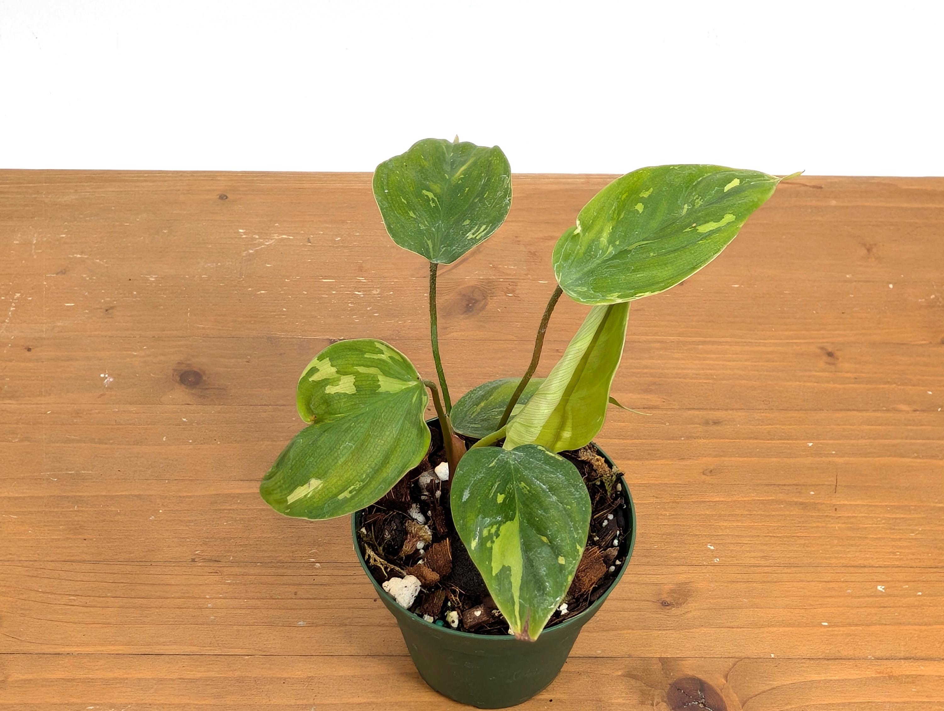 Philodendron Fuzzy Petiole Variegated - RARE