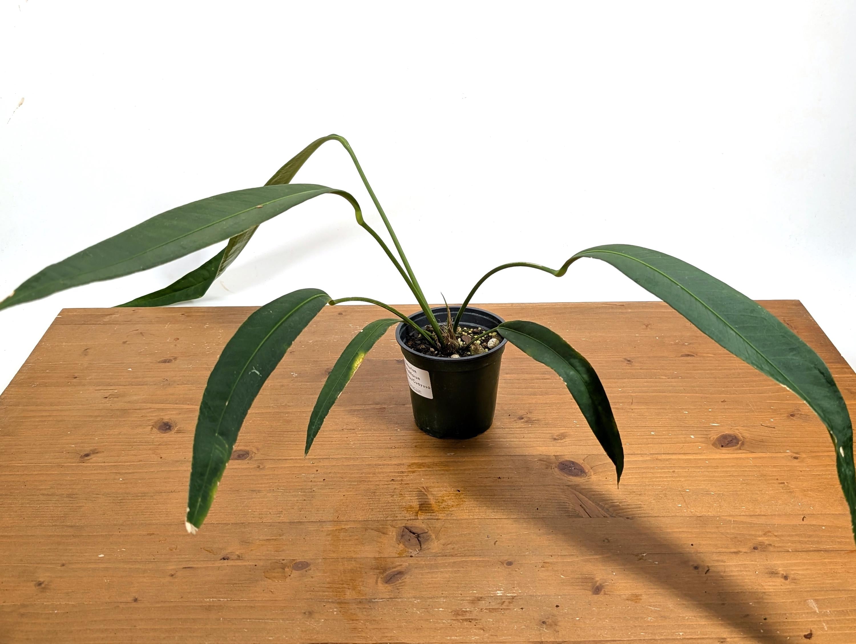 Anthurium Pallidiflorum Guazhalan &