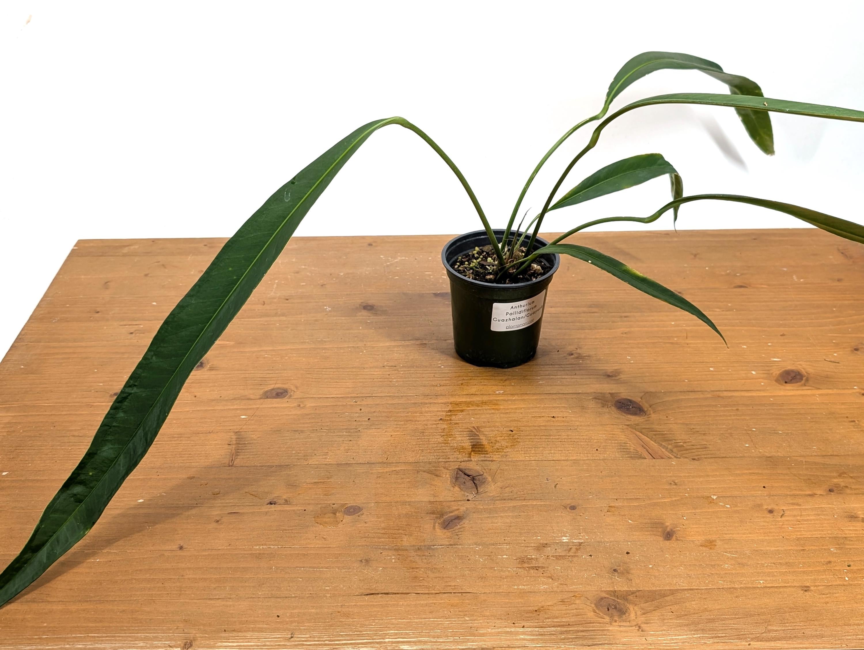 Anthurium Pallidiflorum Guazhalan &