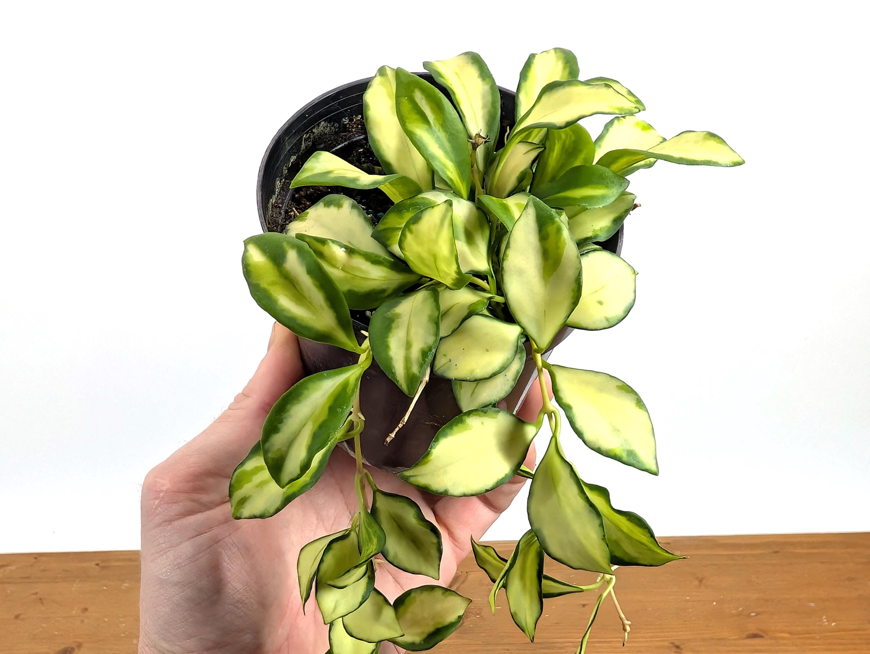 Hoya Heuschkeliana Variegata
