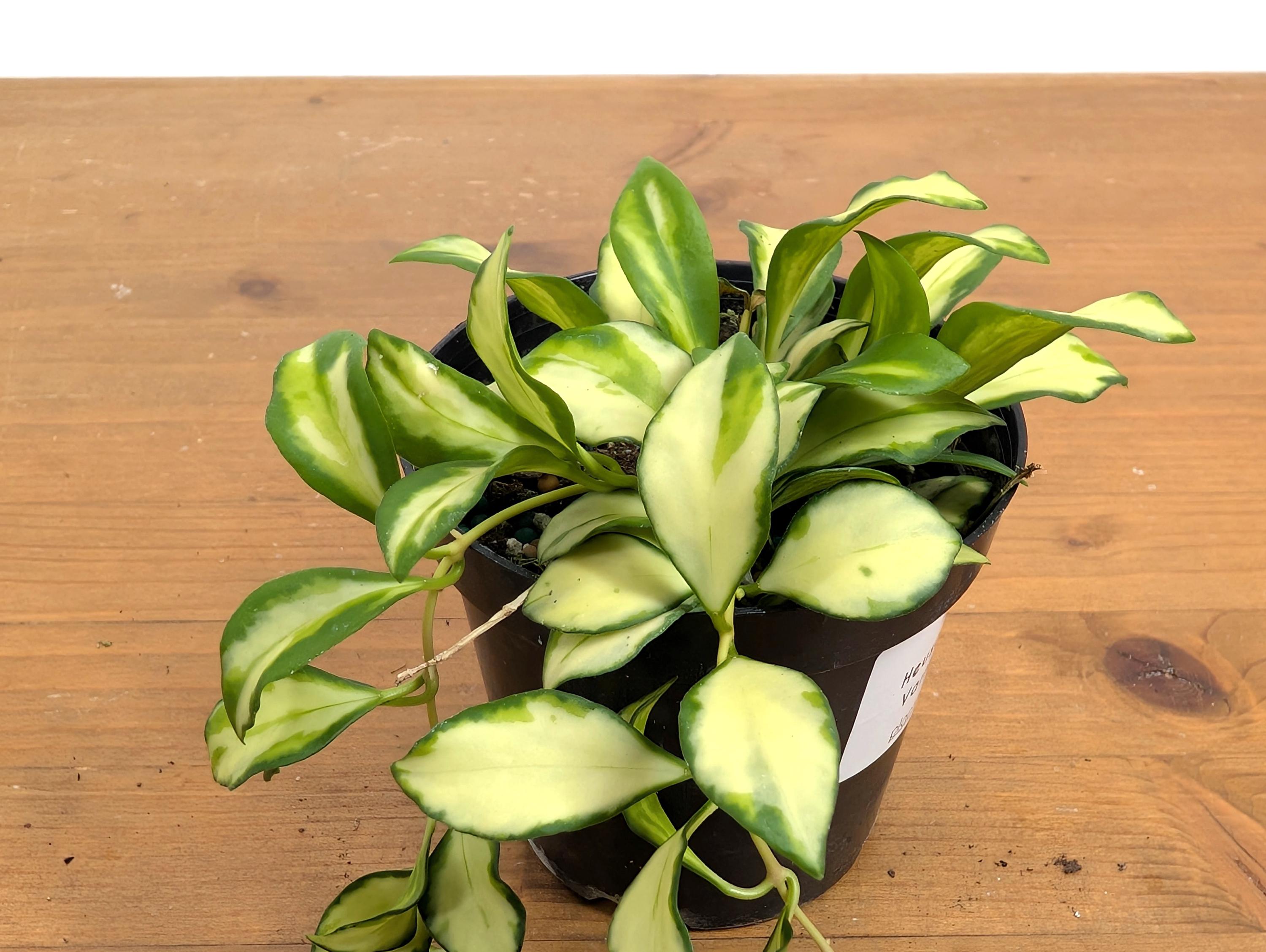 Hoya Heuschkeliana Variegata