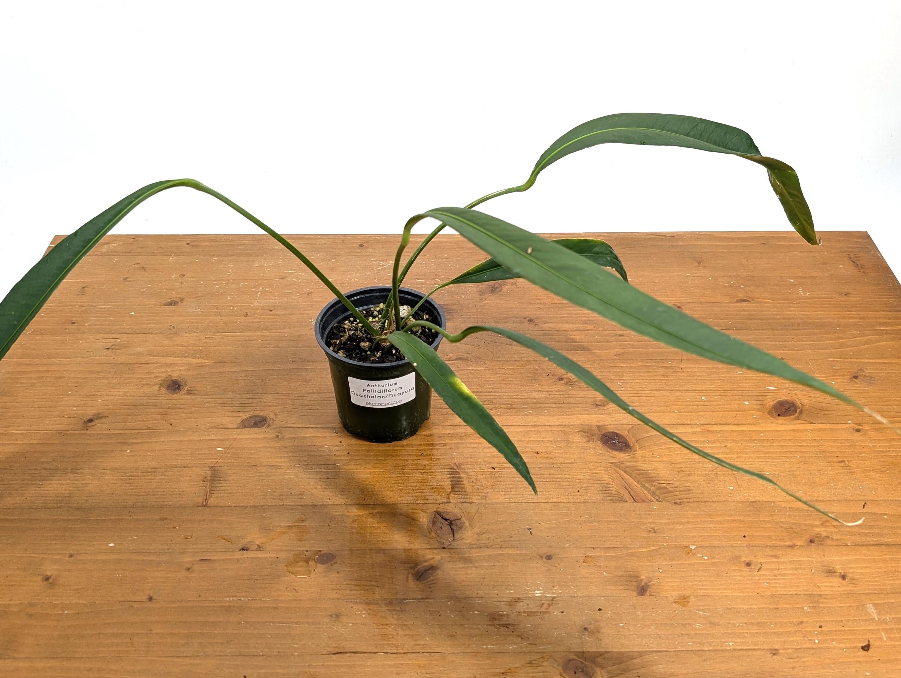 Anthurium Pallidiflorum Guazhalan &