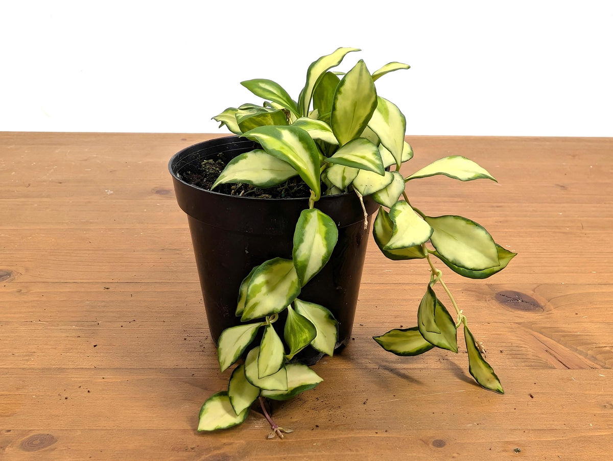 Hoya Heuschkeliana Variegata