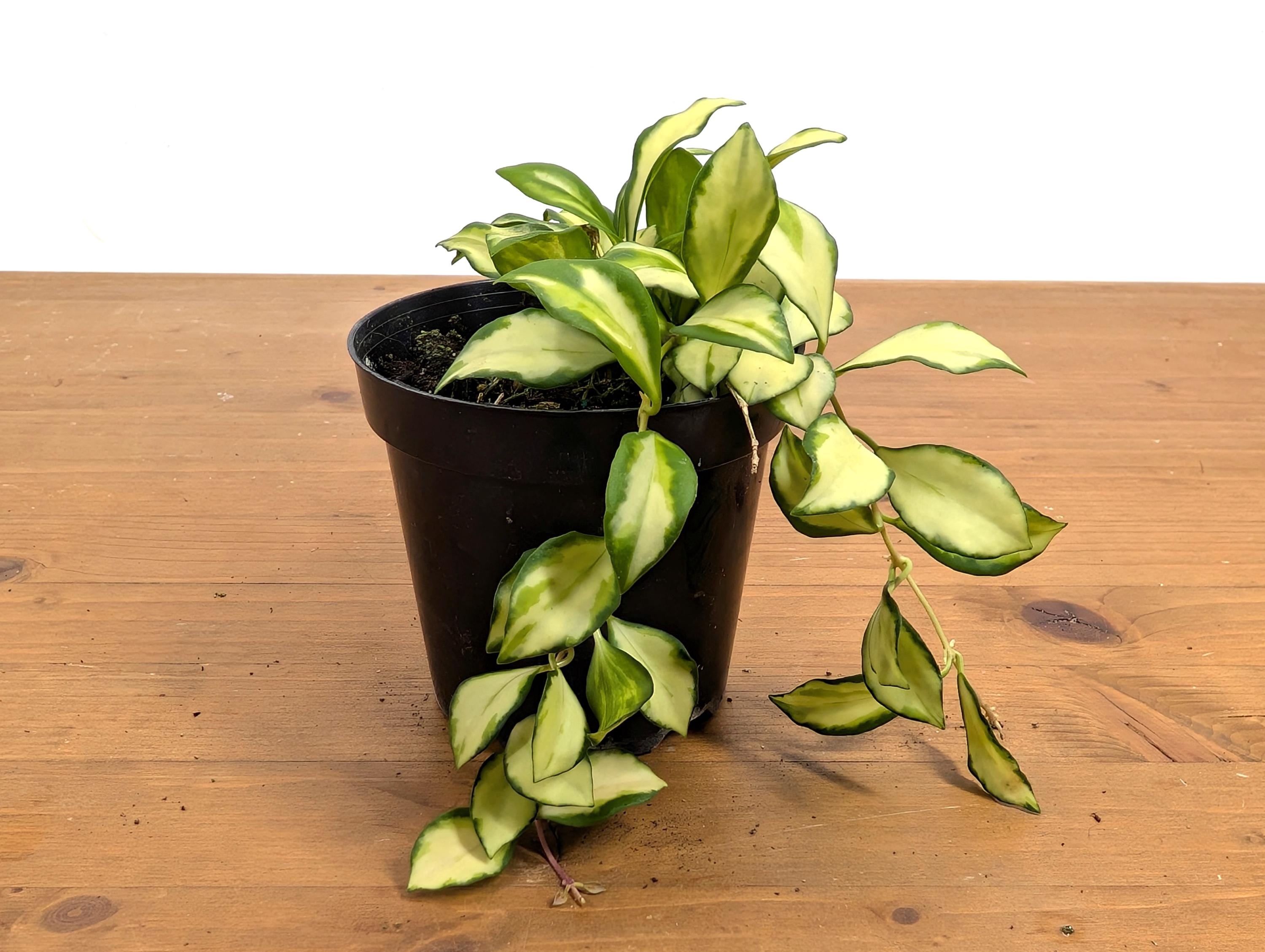 Hoya Heuschkeliana Variegata