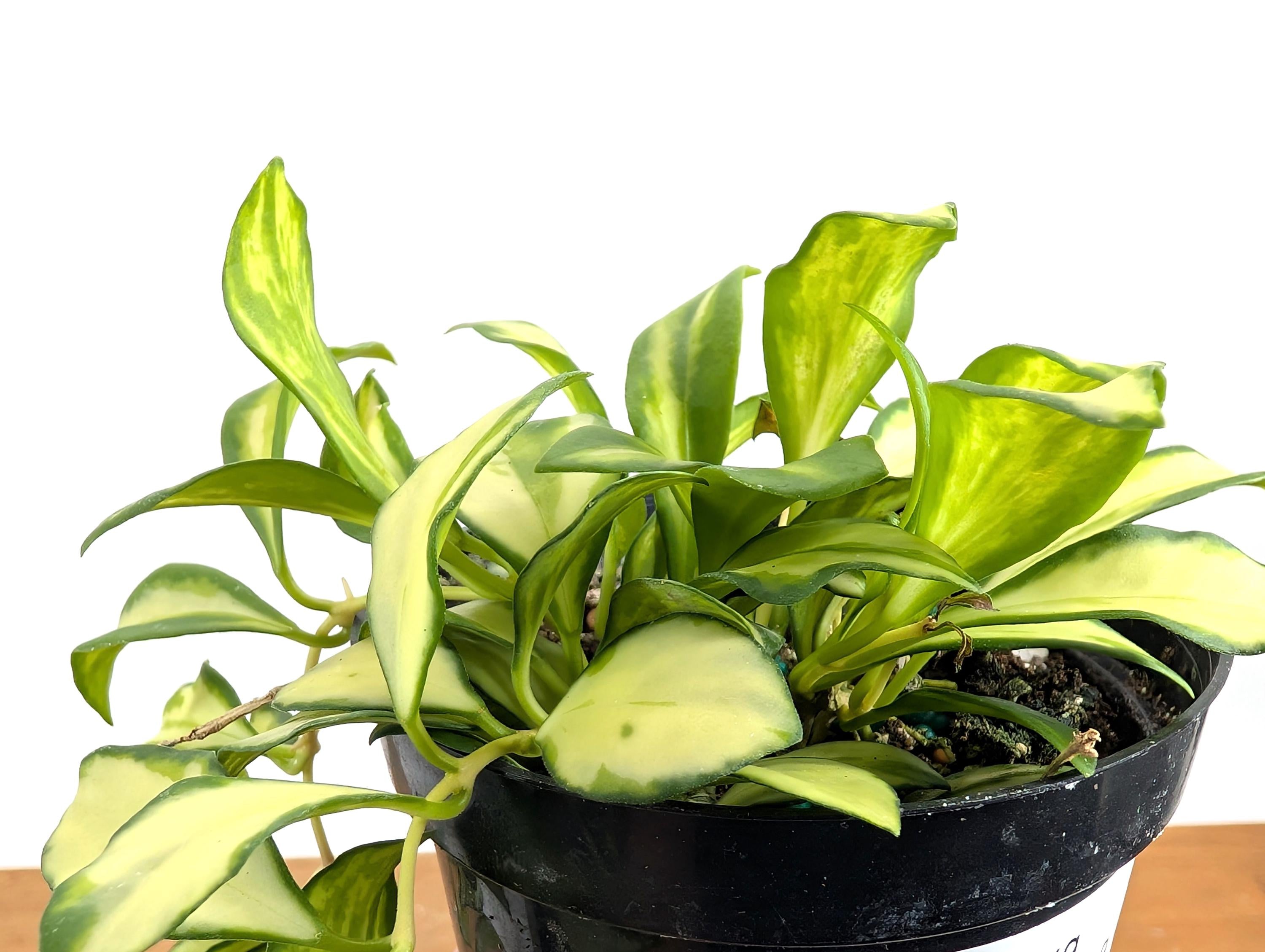 Hoya Heuschkeliana Variegata