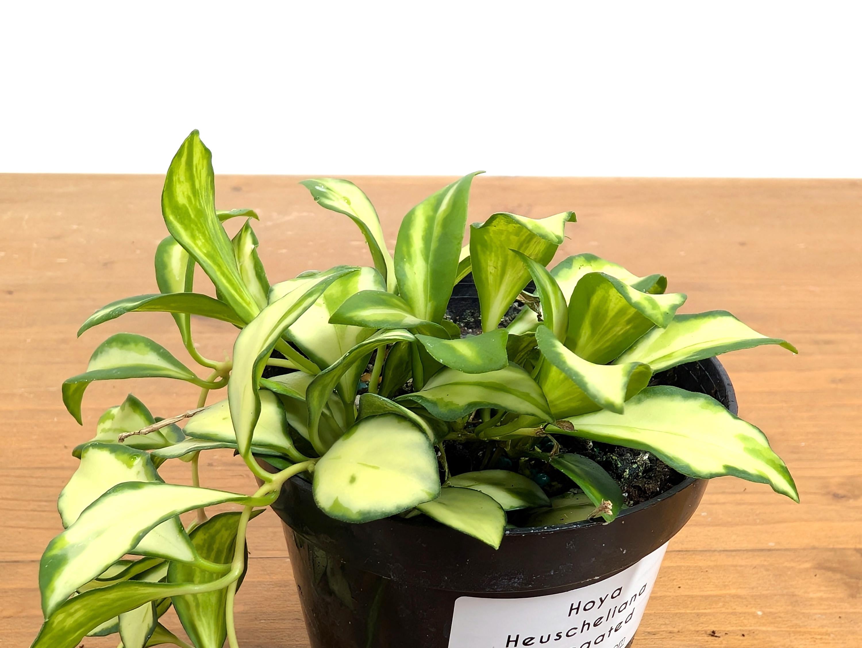 Hoya Heuschkeliana Variegata
