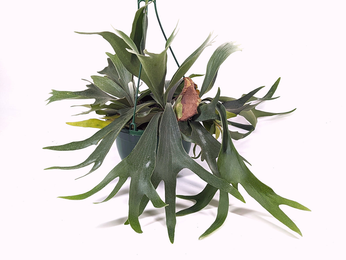 Staghorn Fern (Platycerium bifurcatum)