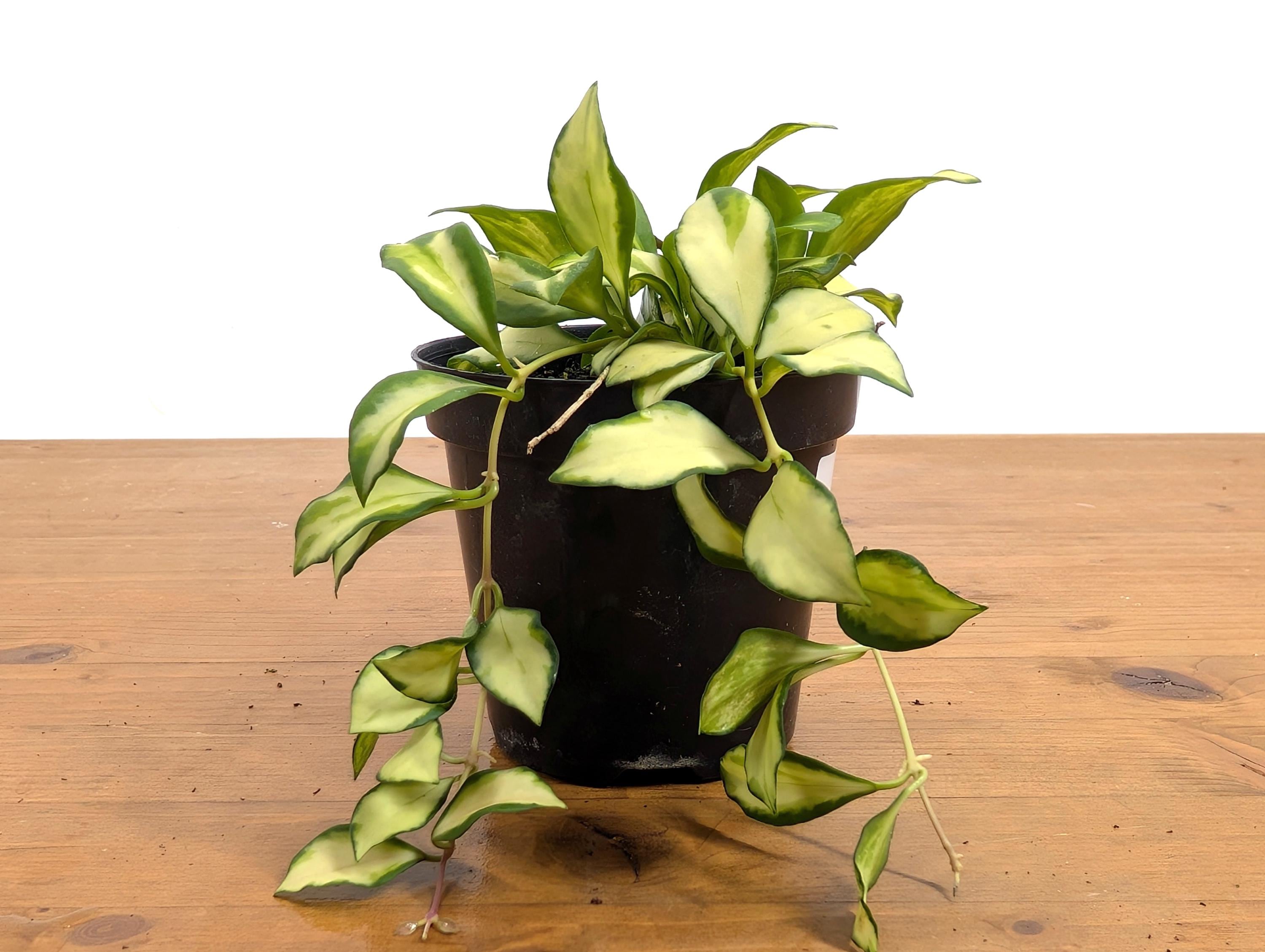 Hoya Heuschkeliana Variegata