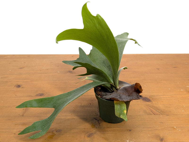 Staghorn Fern (Platycerium bifurcatum)