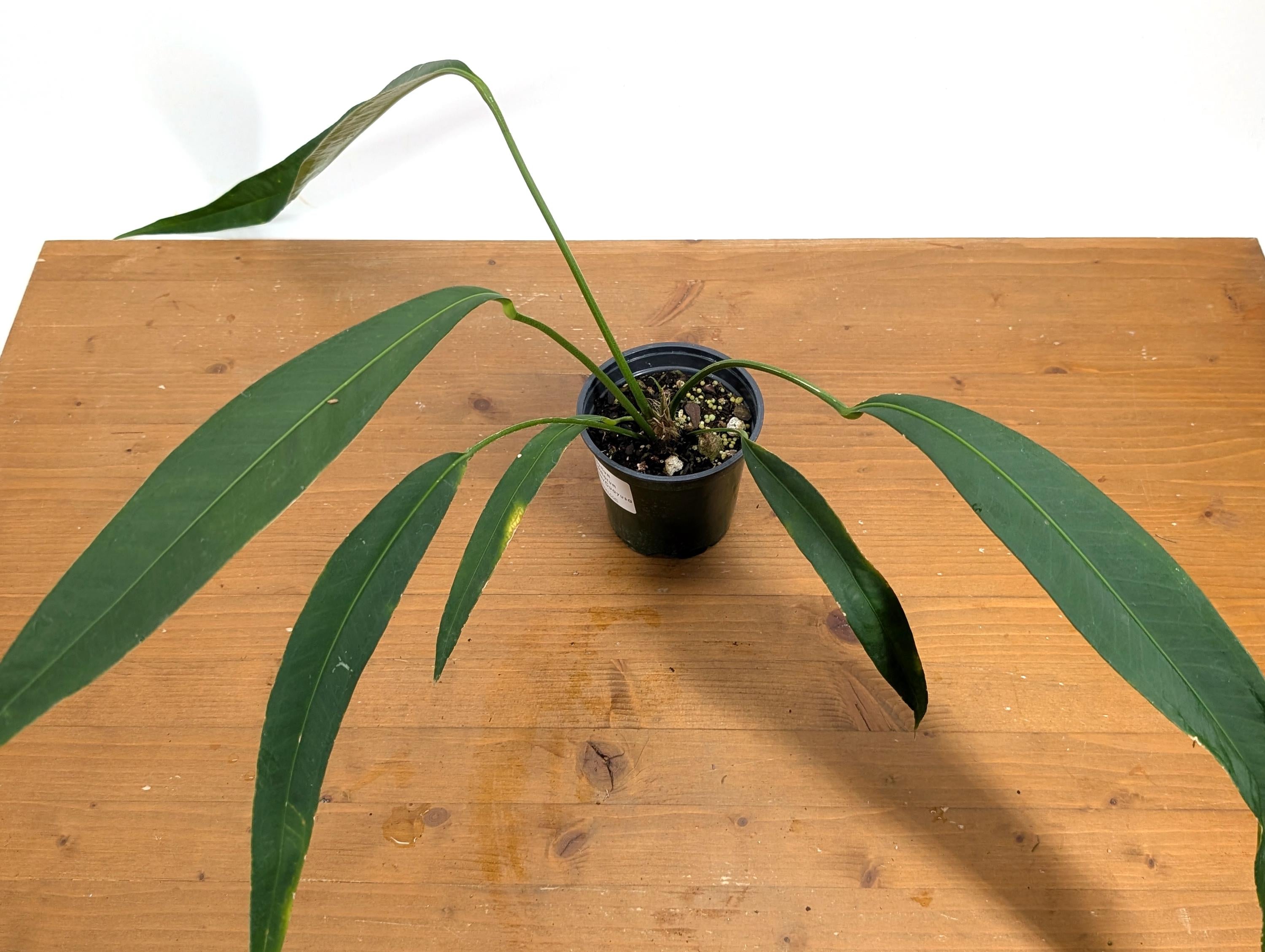 Anthurium Pallidiflorum Guazhalan &