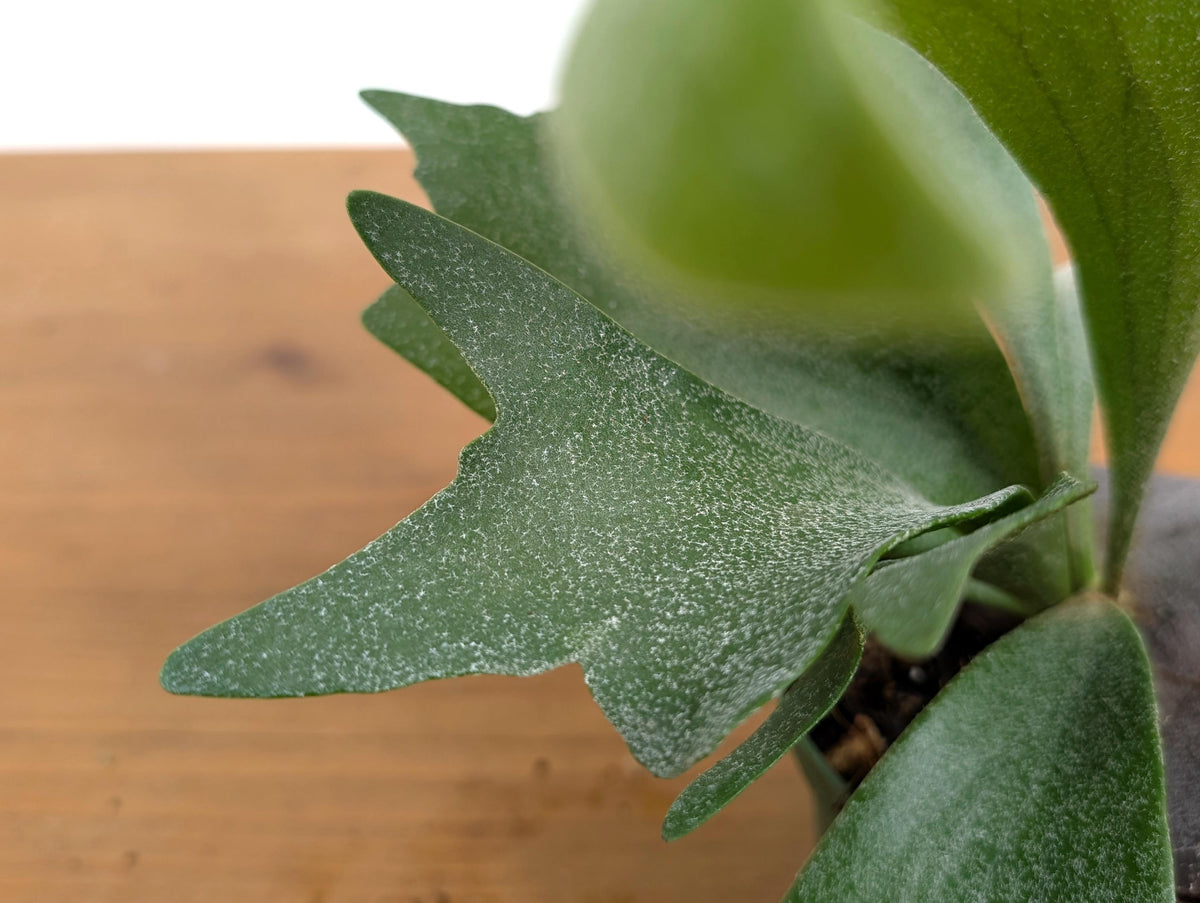 Staghorn Fern (Platycerium bifurcatum)