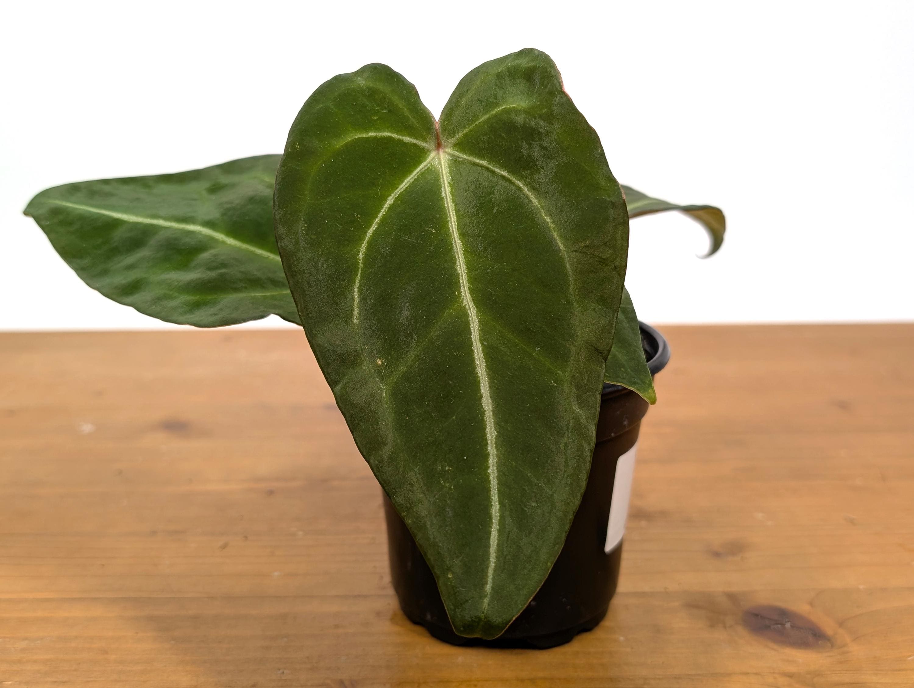 Anthurium Forgetii White Stripes