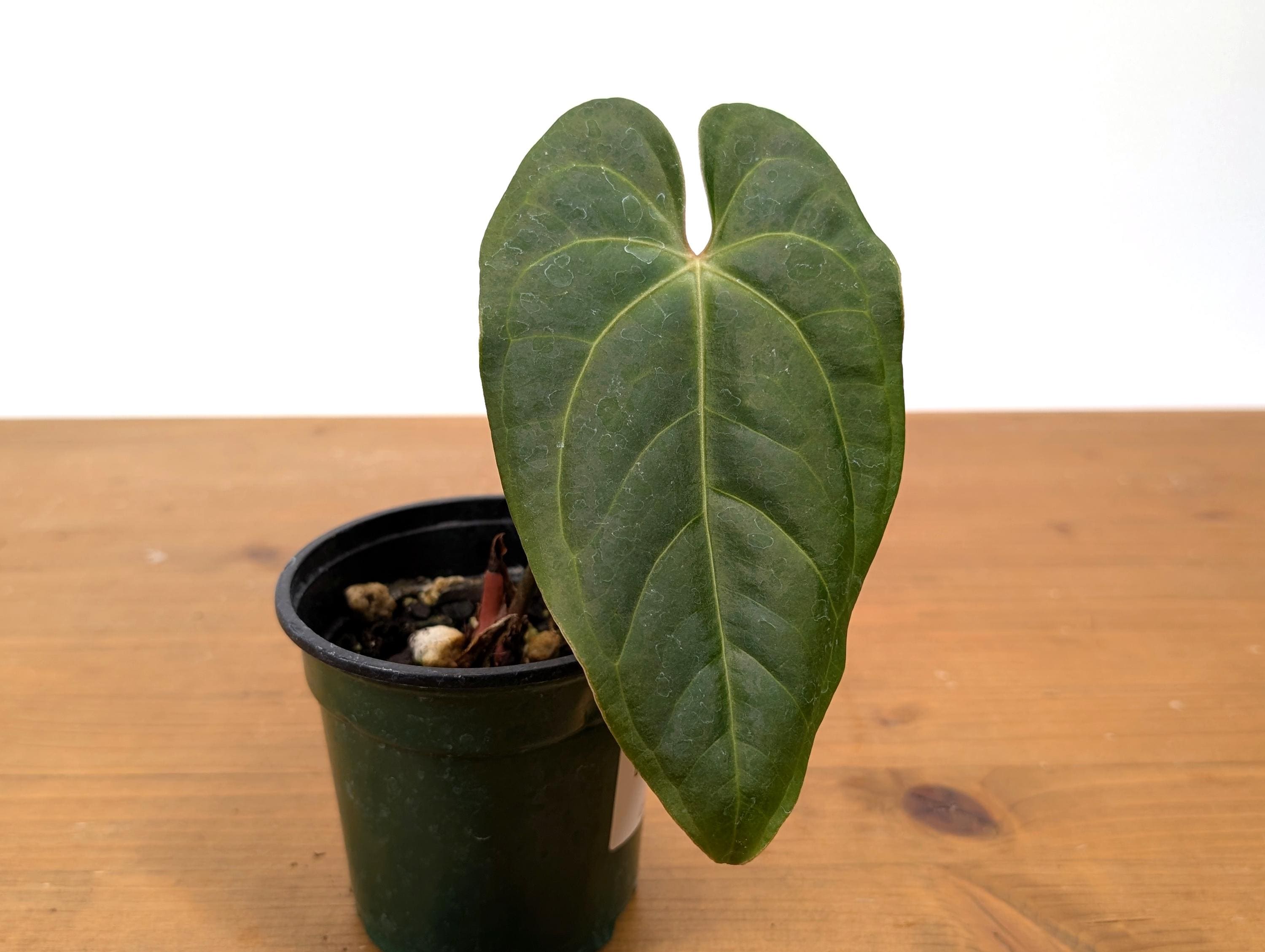 Anthurium Besseae Galaxy