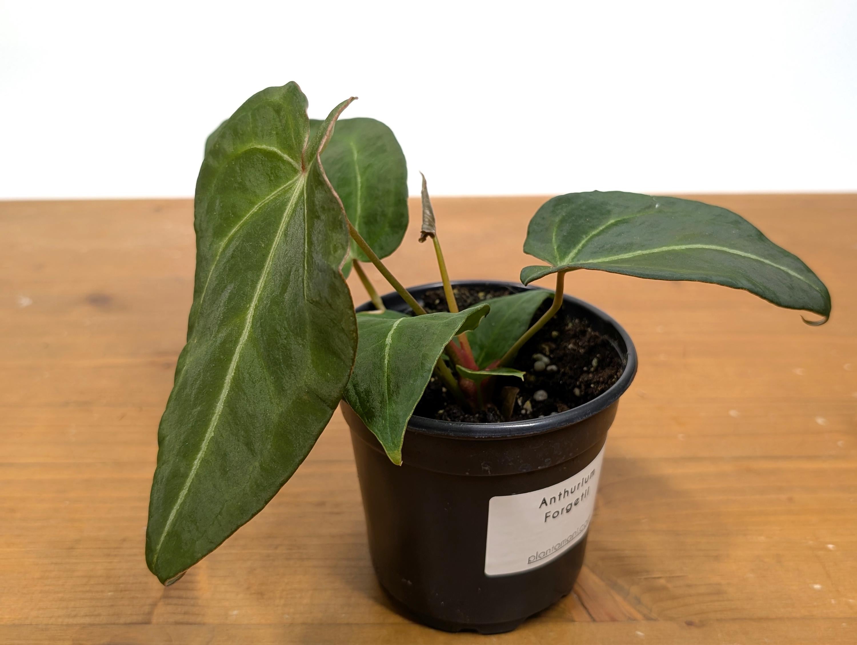 Anthurium Forgetii White Stripes