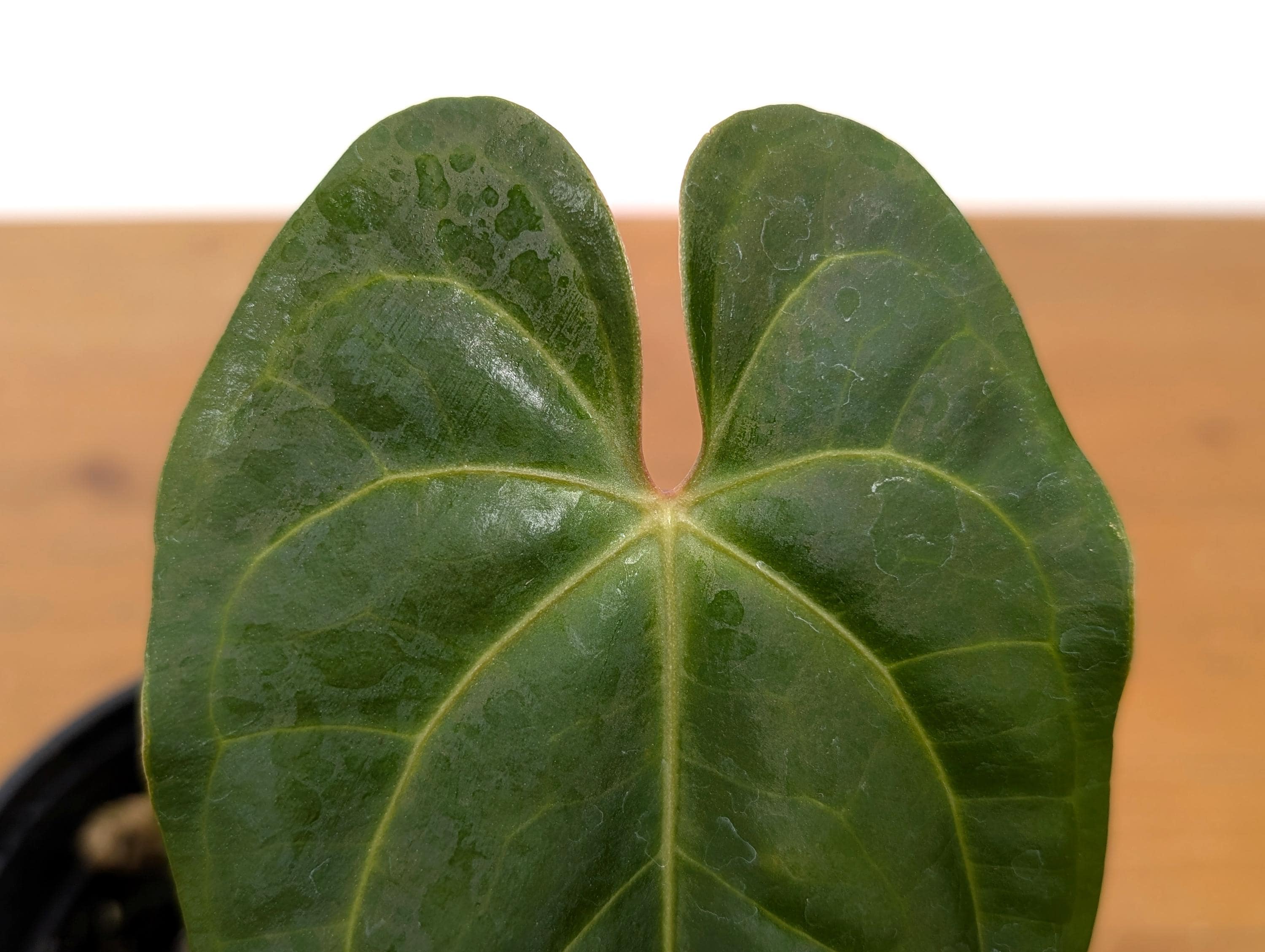 Anthurium Besseae Galaxy